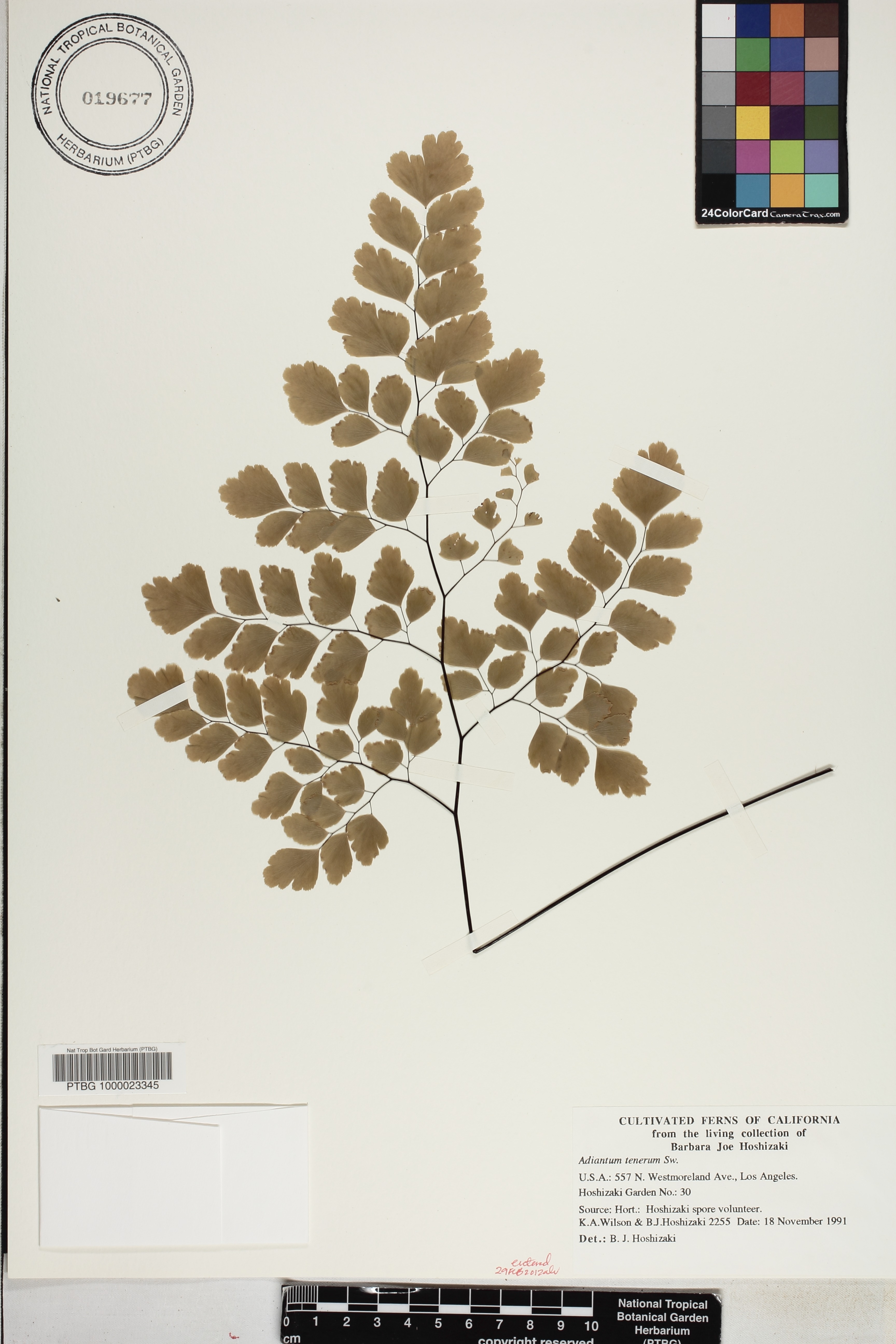 Adiantum tenerum image