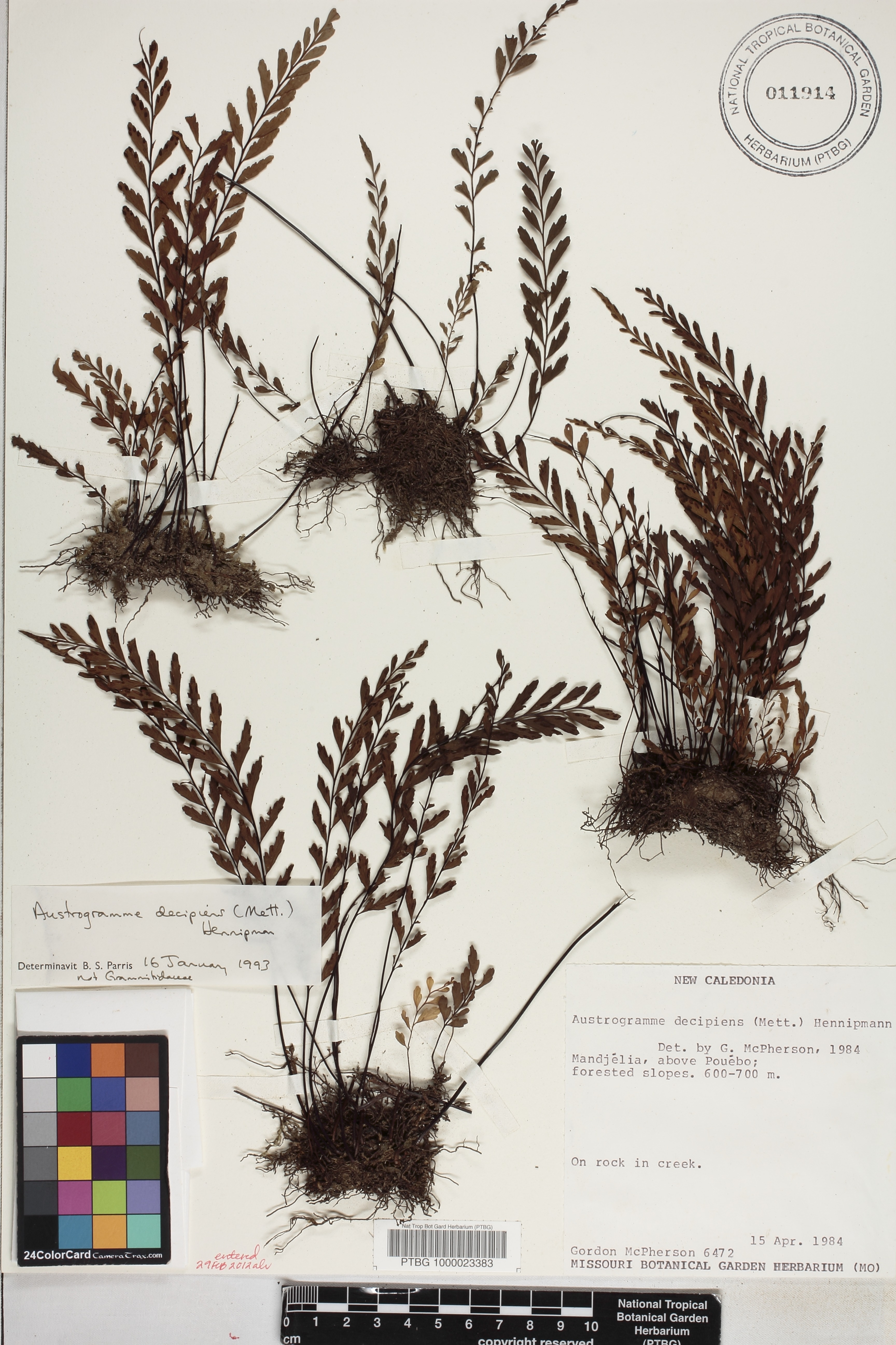 Austrogramme image