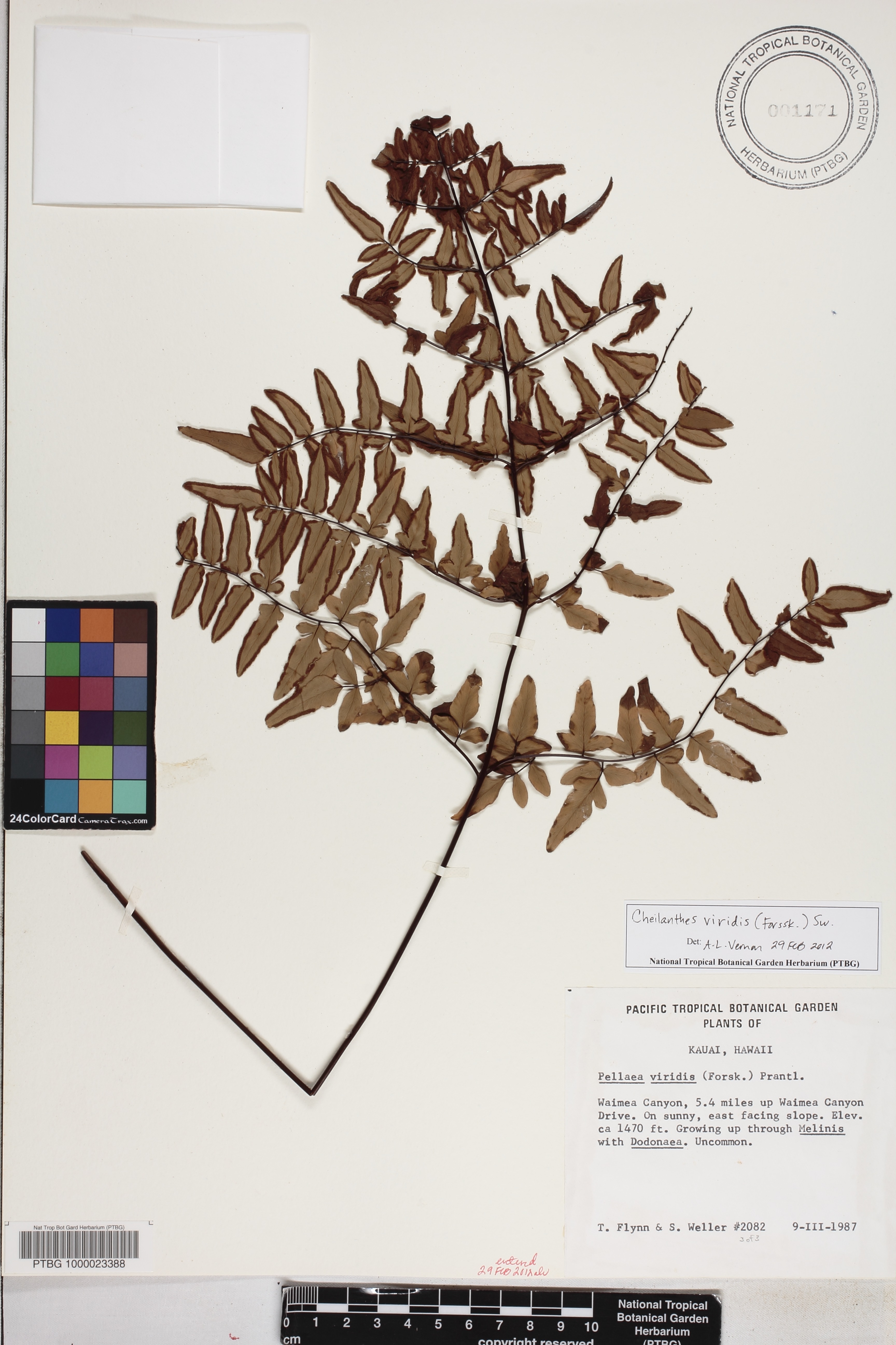 Cheilanthes viridis image