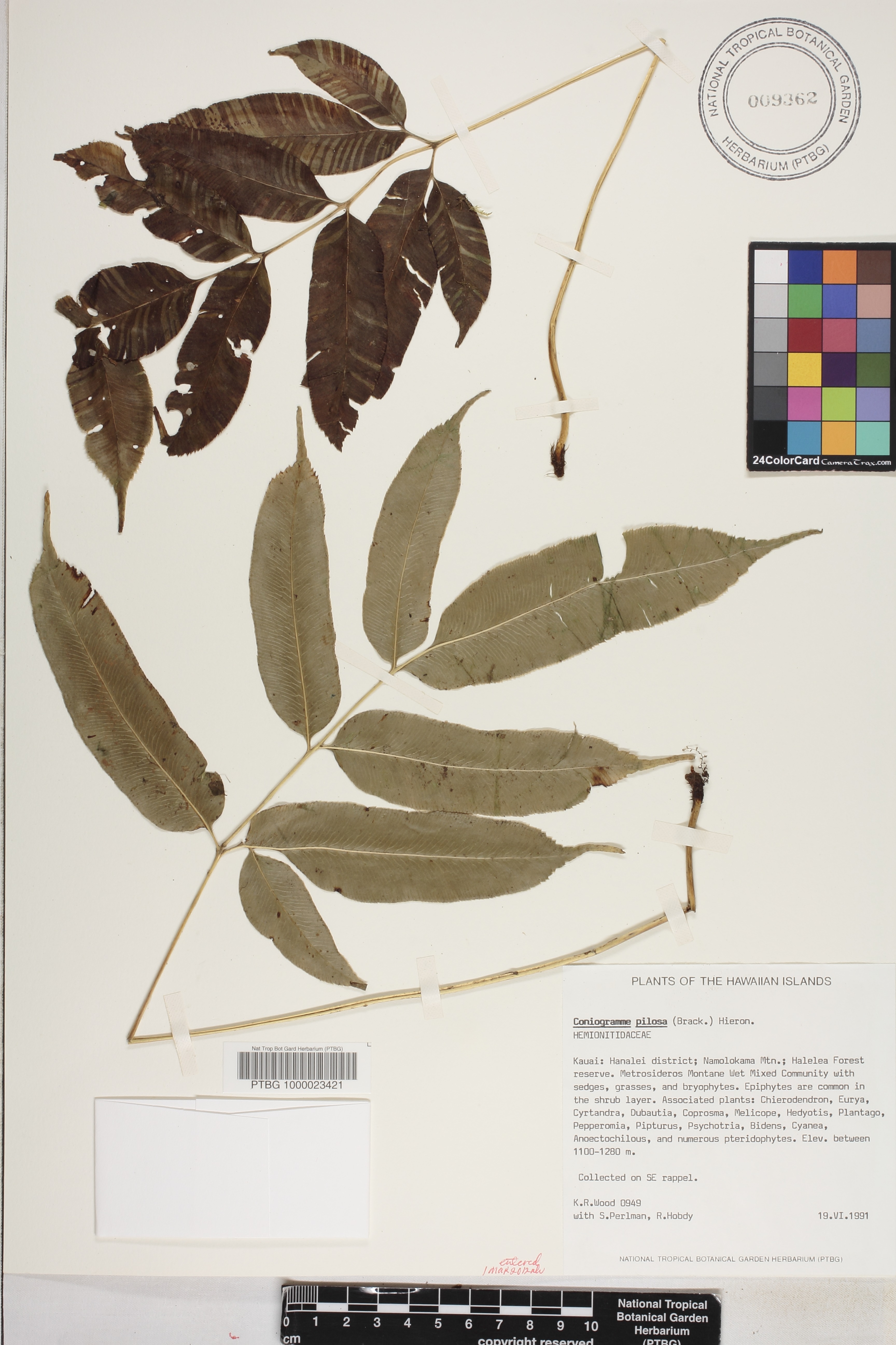 Coniogramme pilosa image