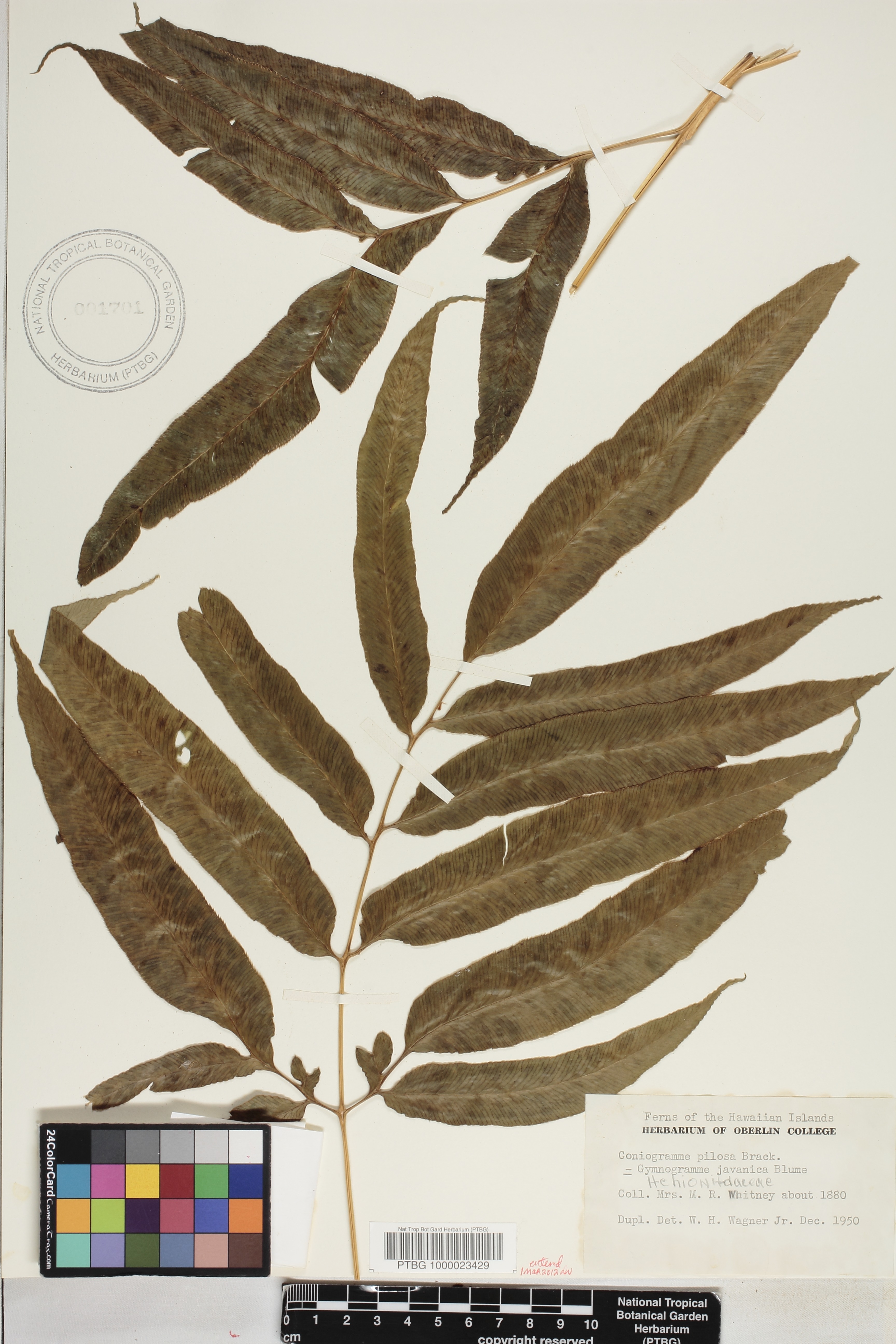 Coniogramme pilosa image