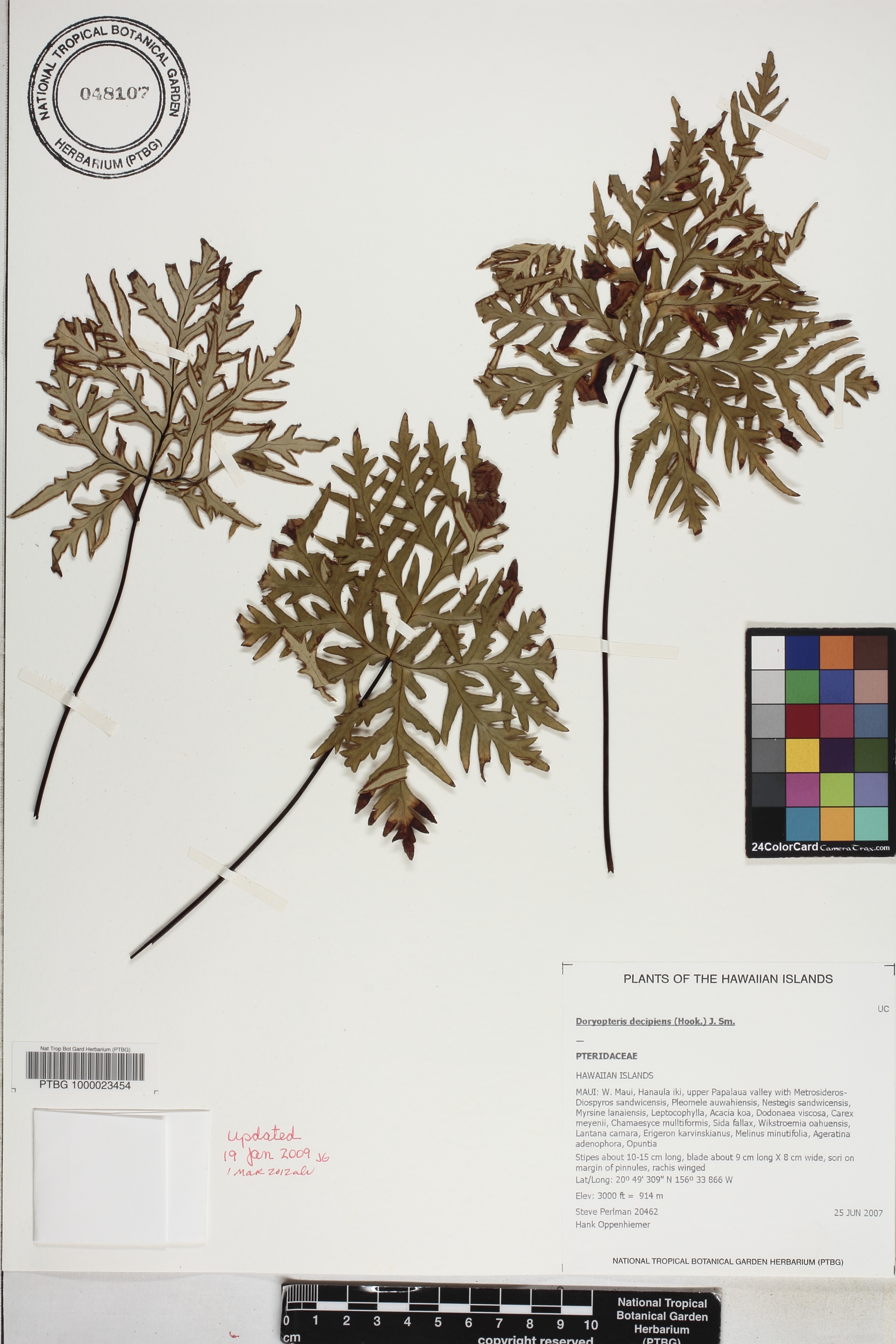 Doryopteris image