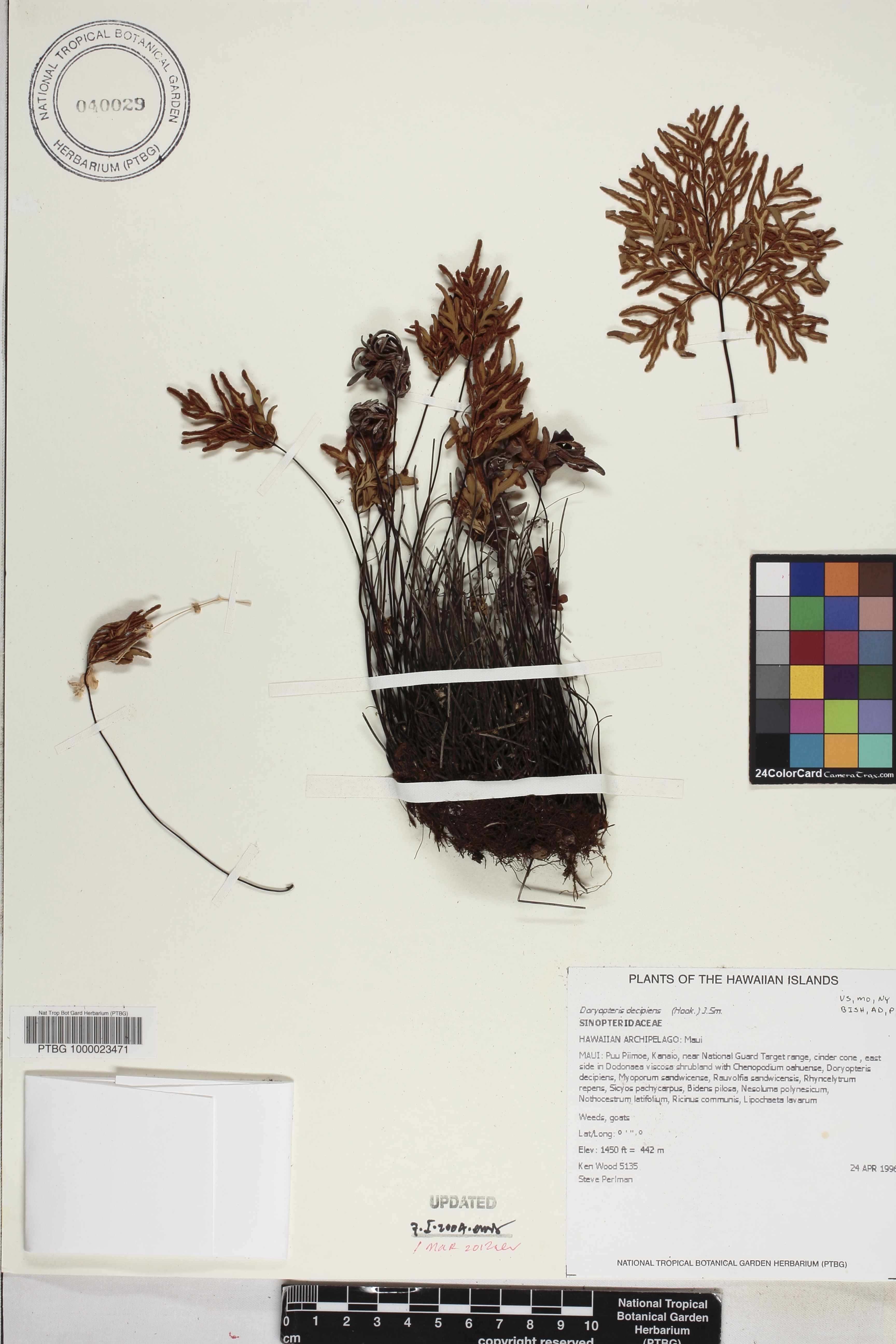 Doryopteris decipiens image