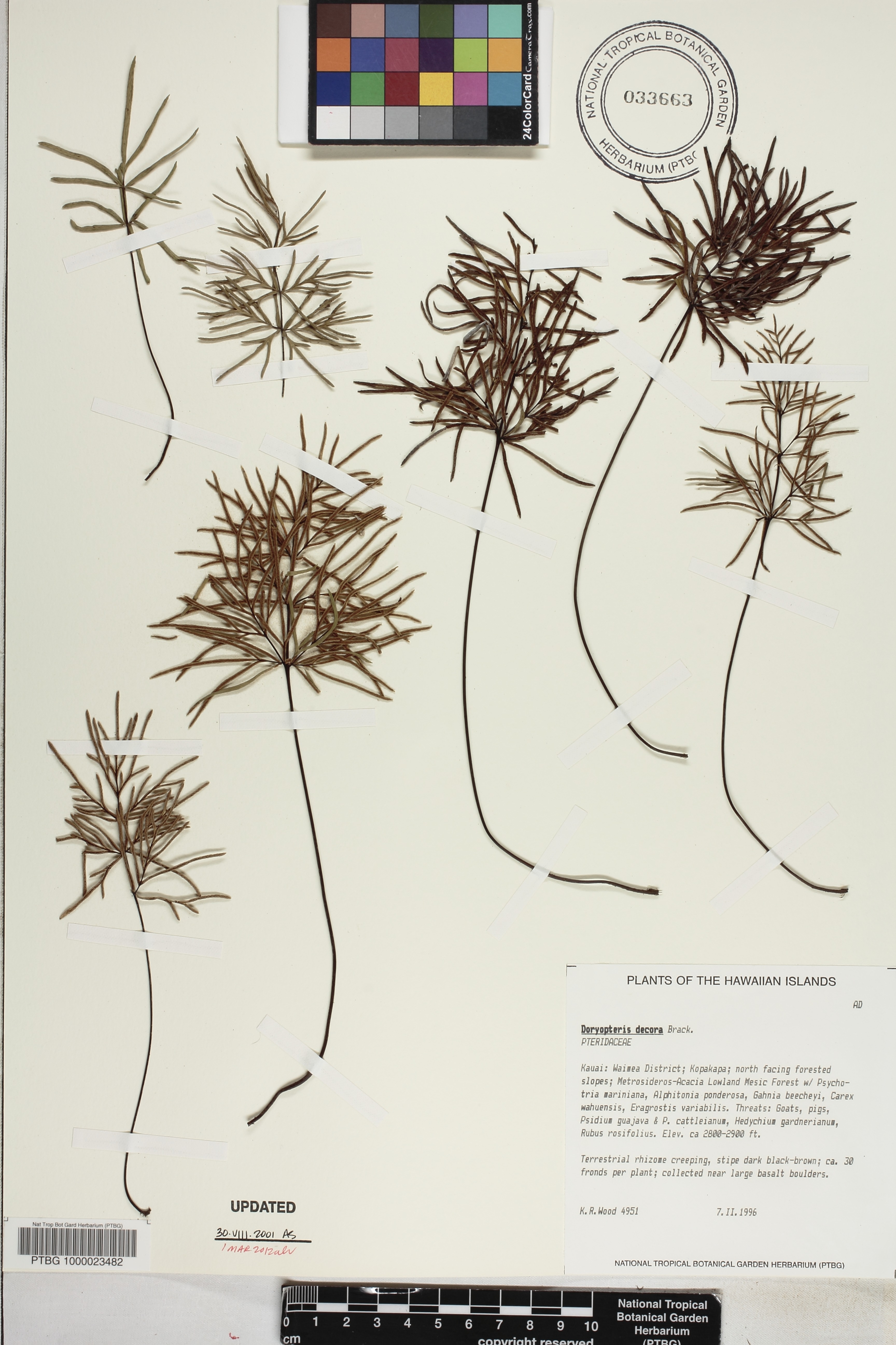 Doryopteris decora image