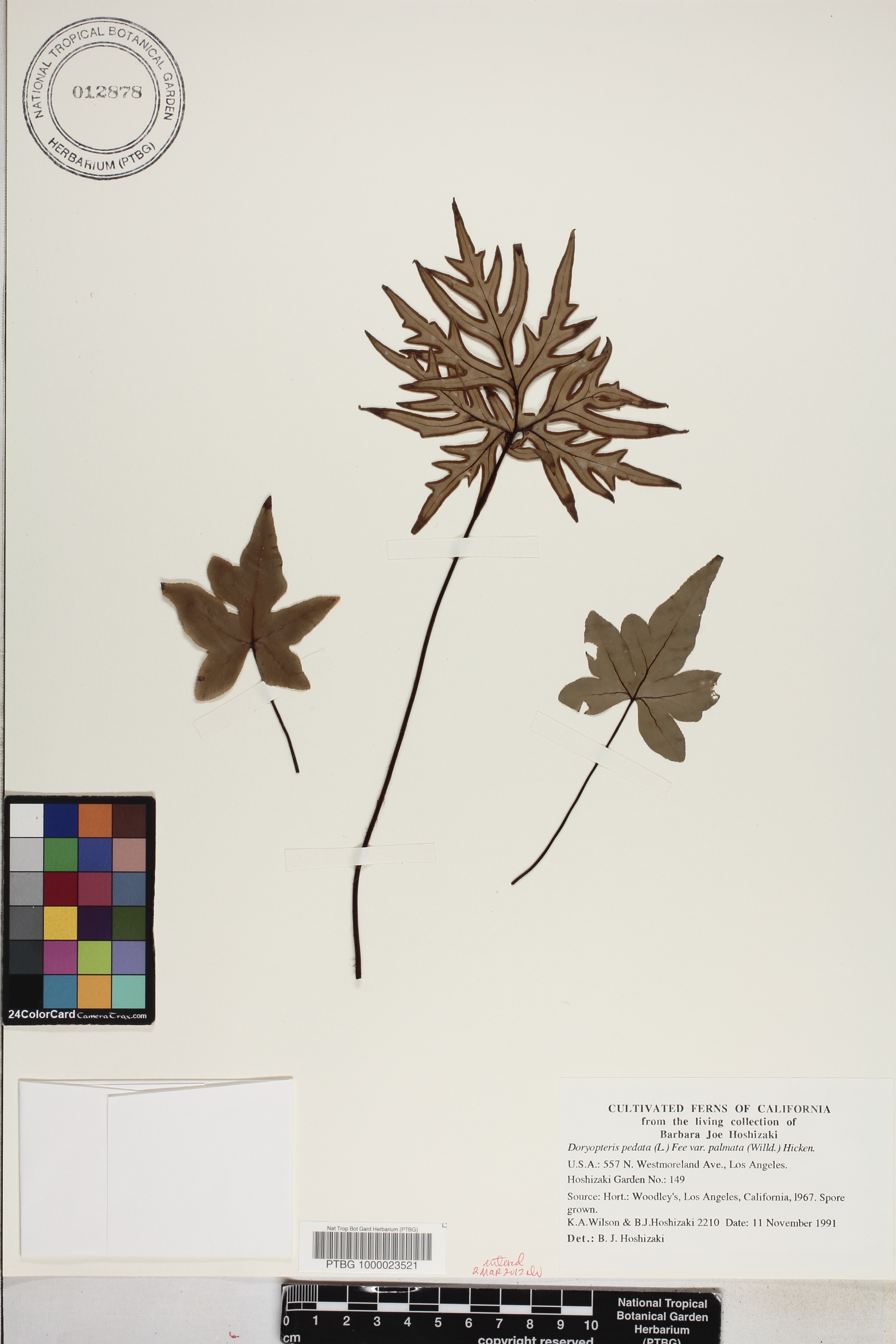 Doryopteris palmata image
