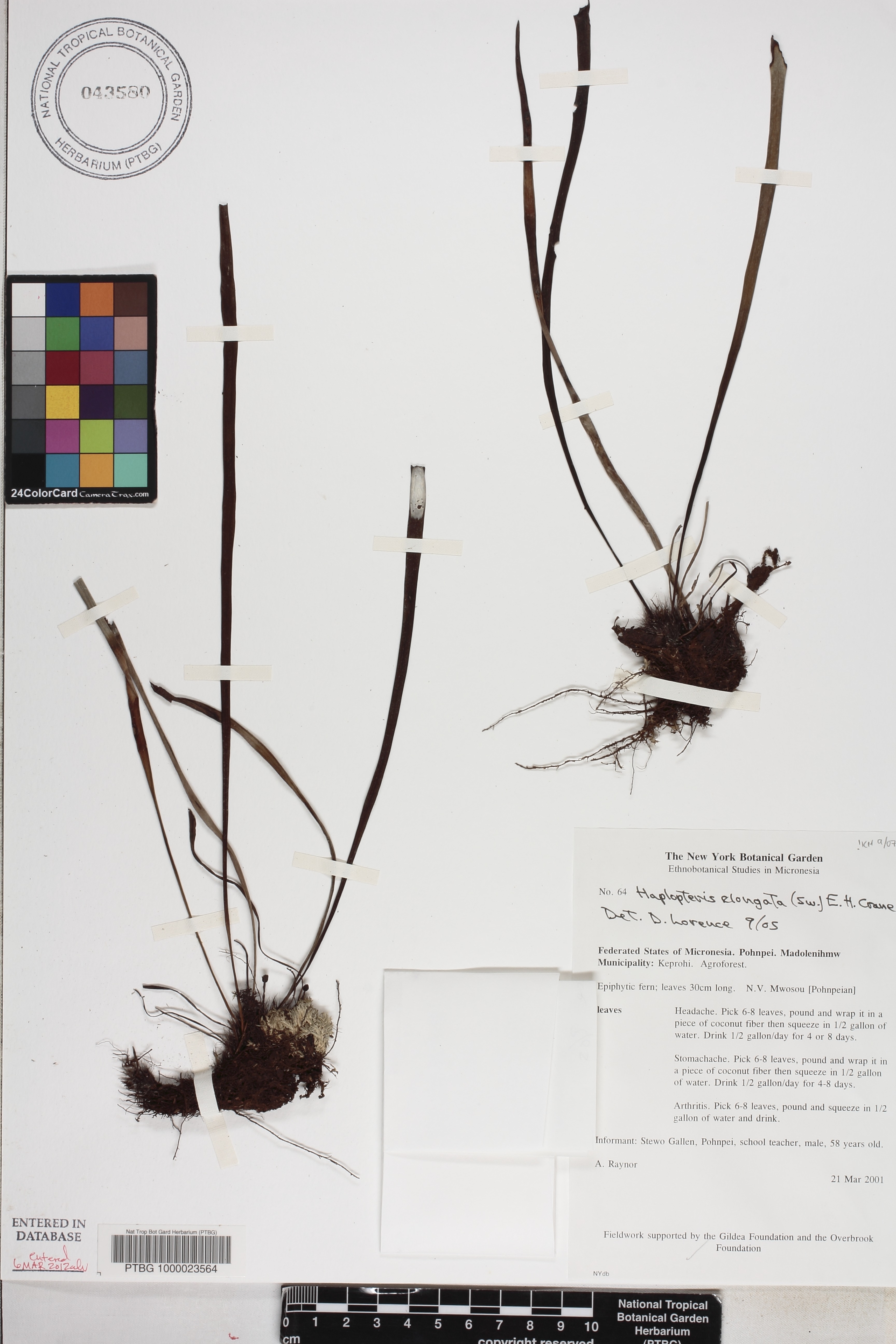 Haplopteris elongata image