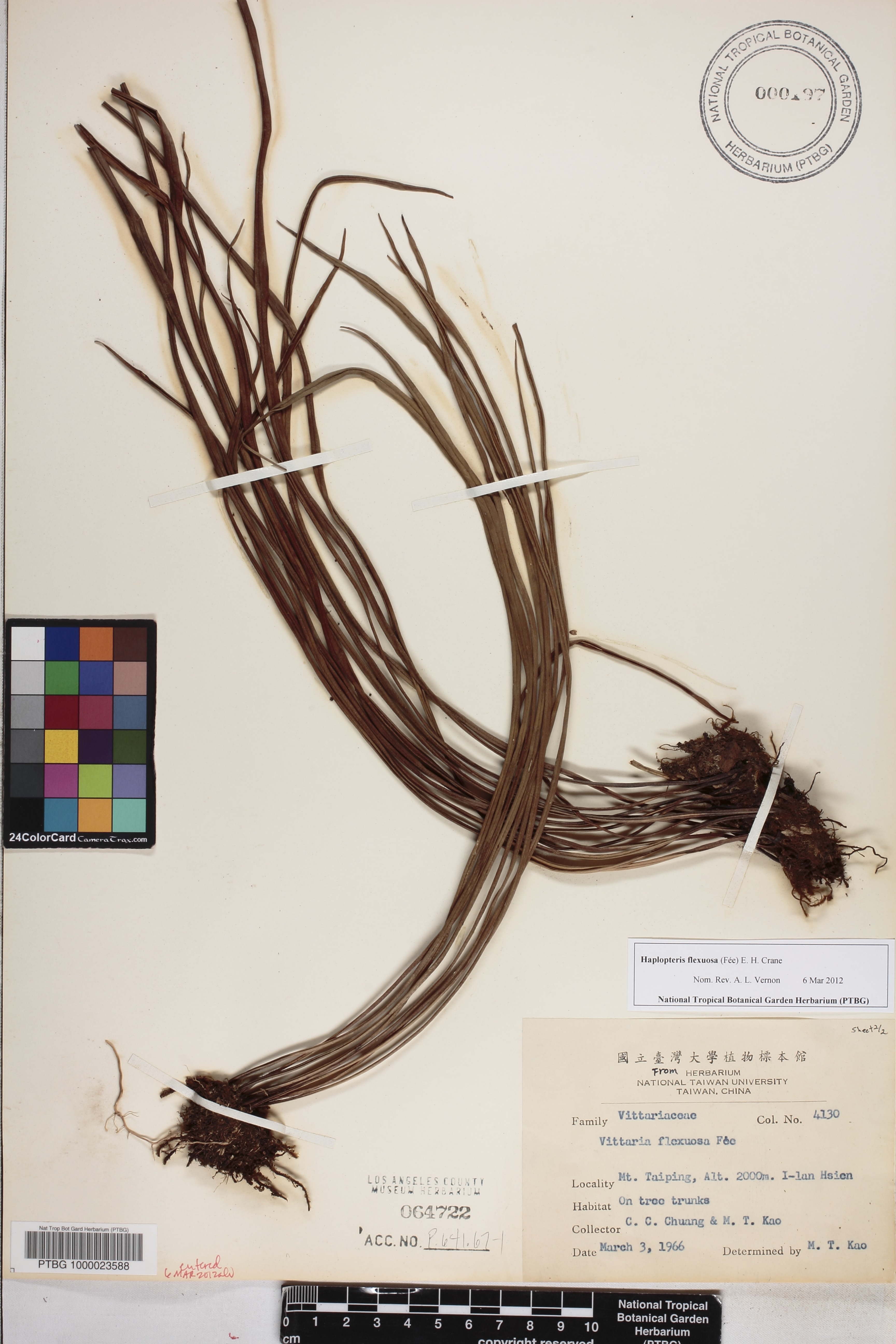 Haplopteris image