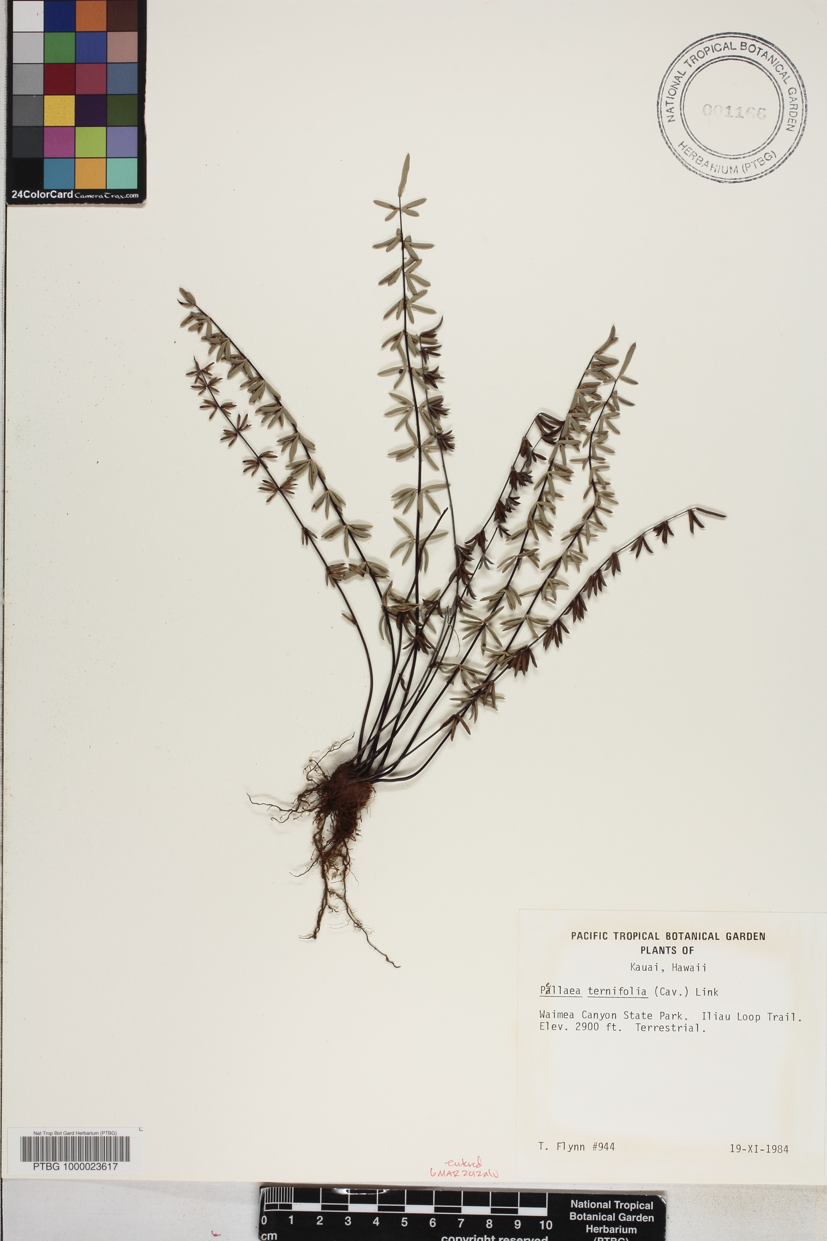 Pellaea ternifolia image