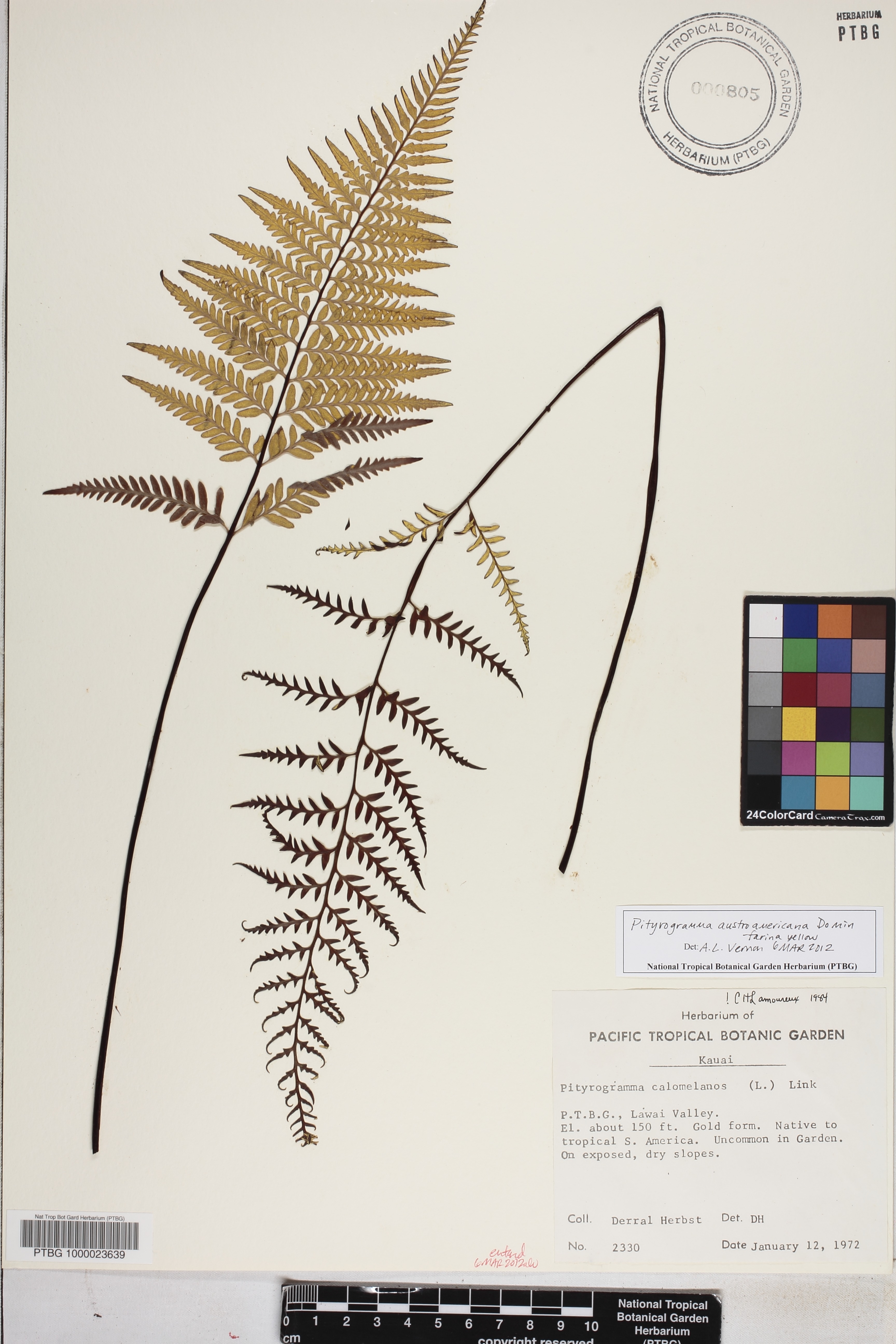 Pityrogramma image