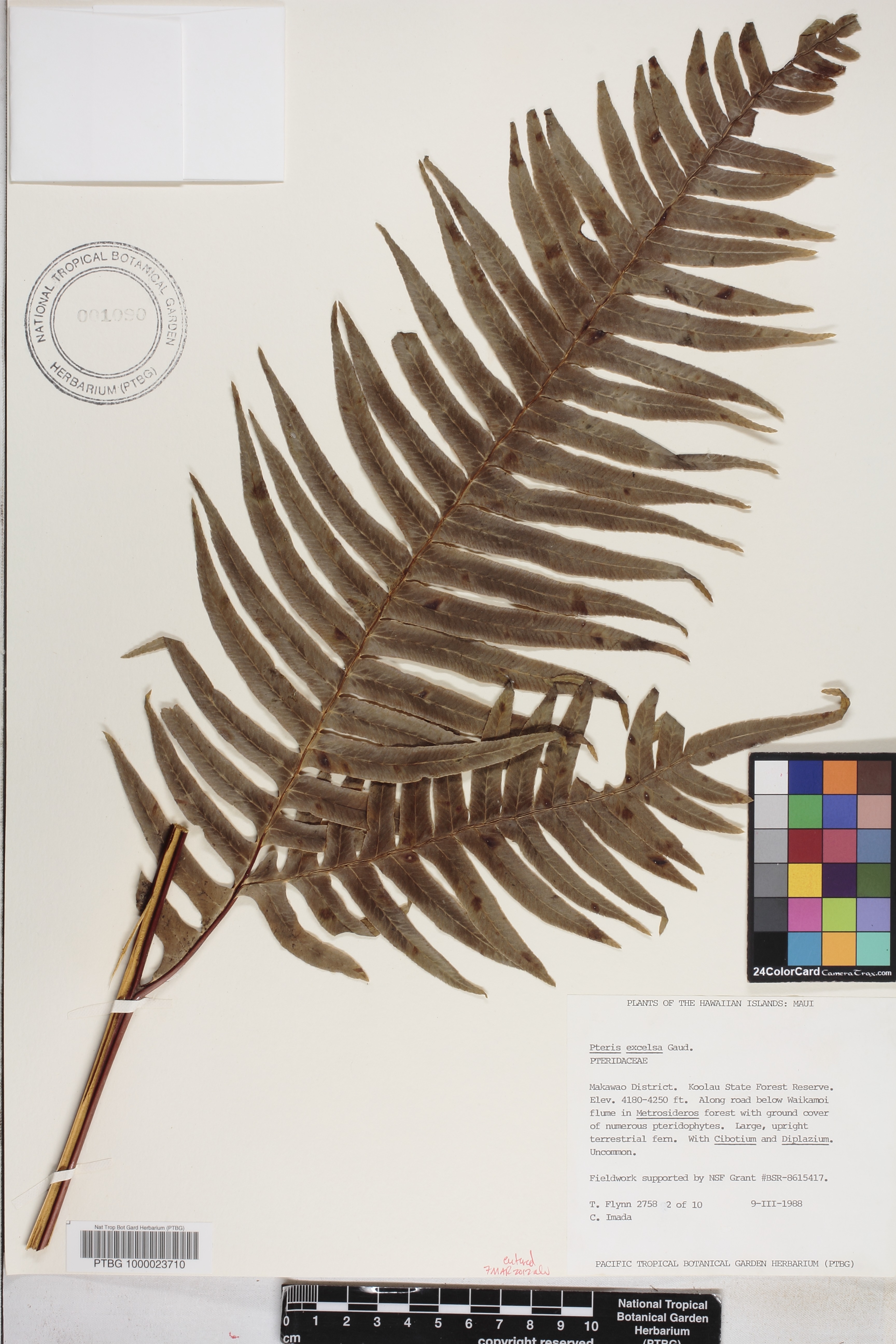 Pteris excelsa image