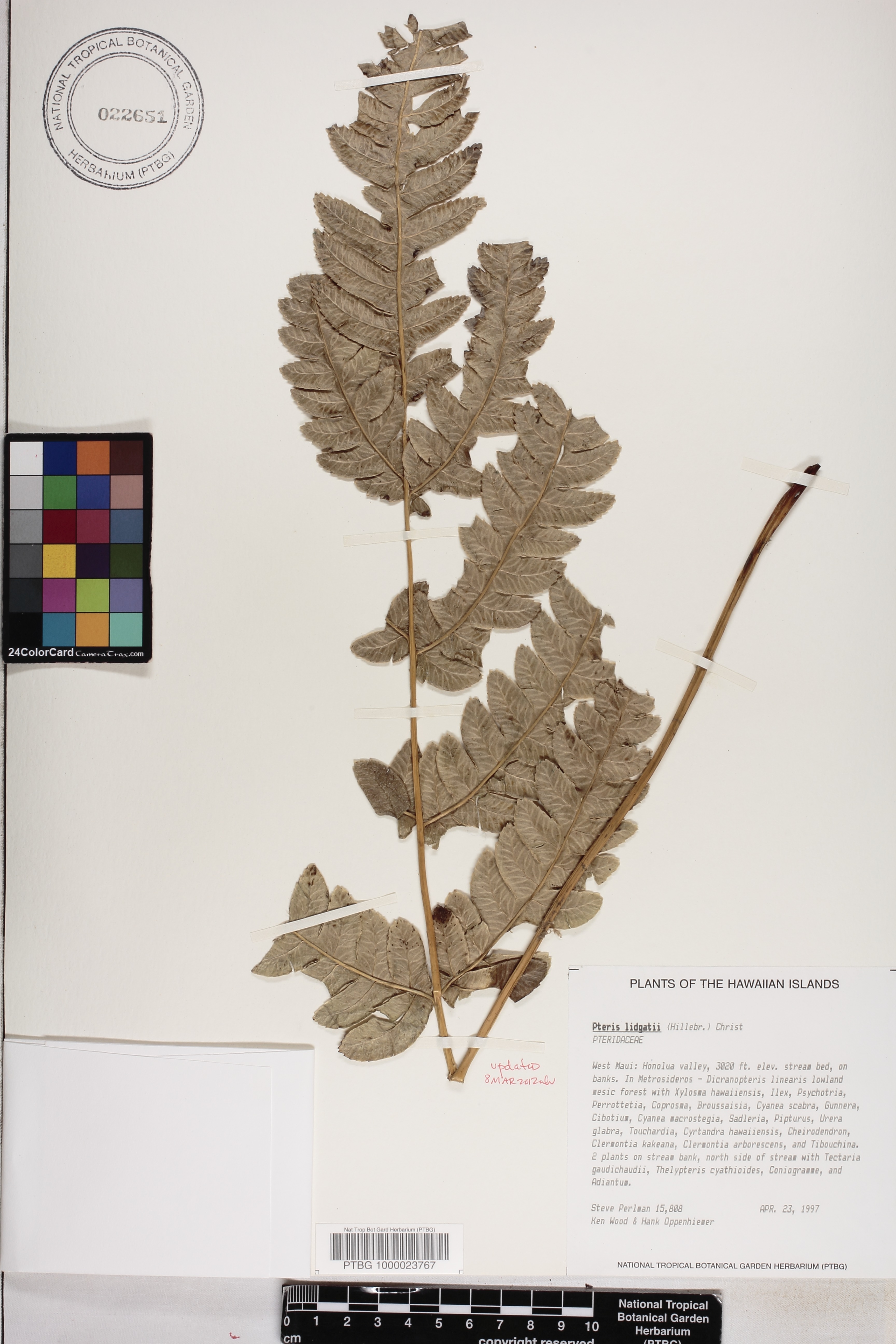 Pteris lydgatei image
