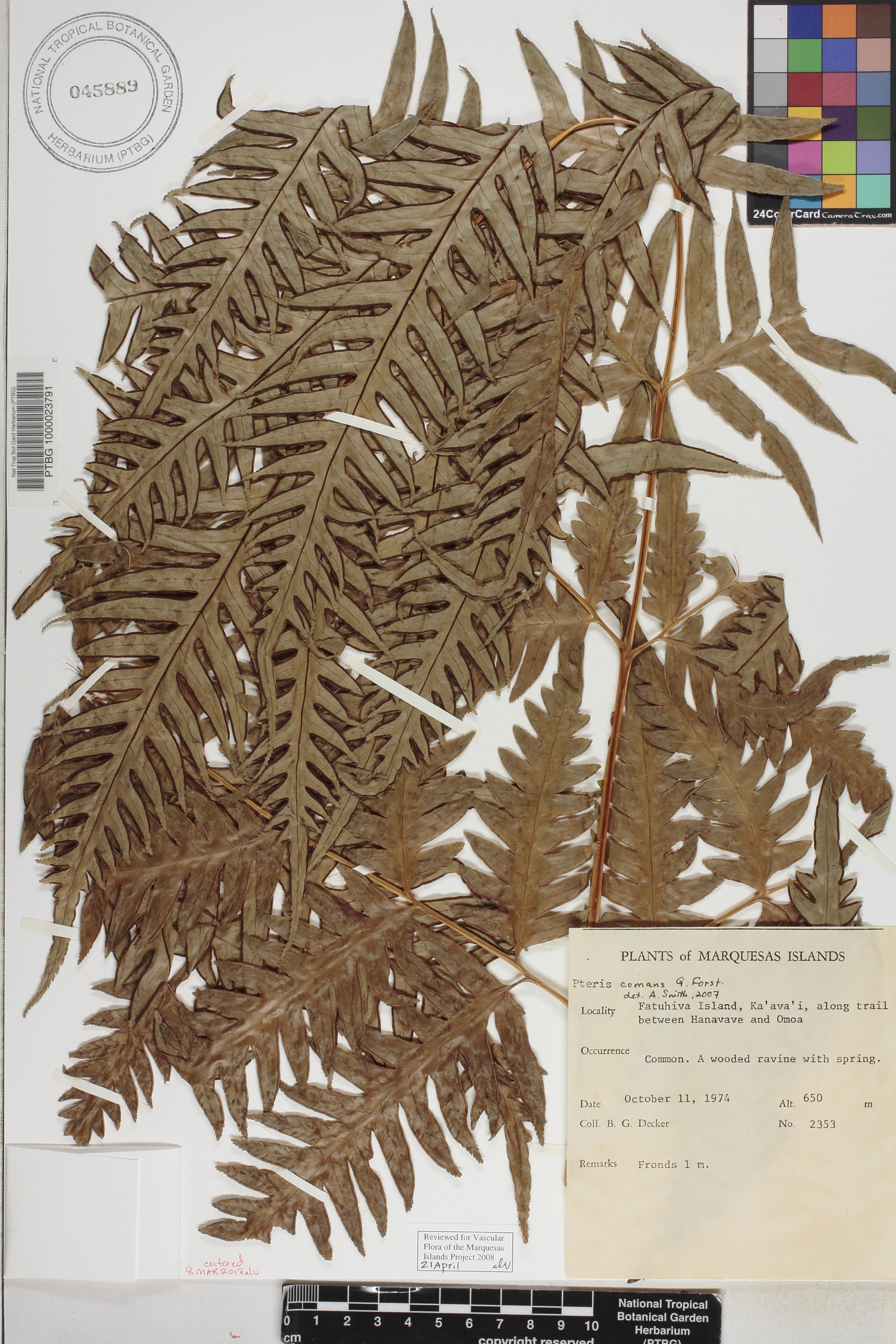 Pteris comans image