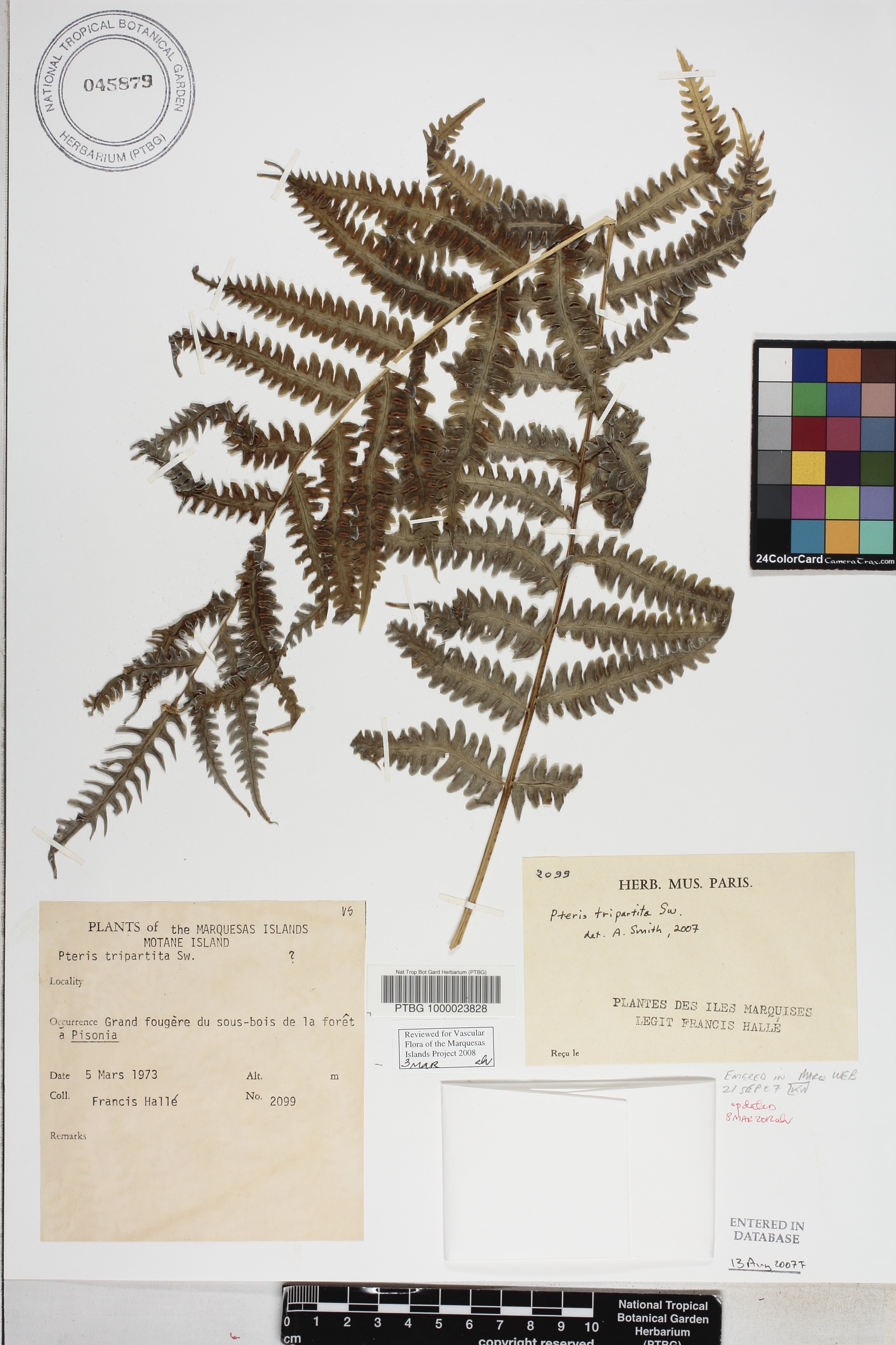 Pteris tripartita image