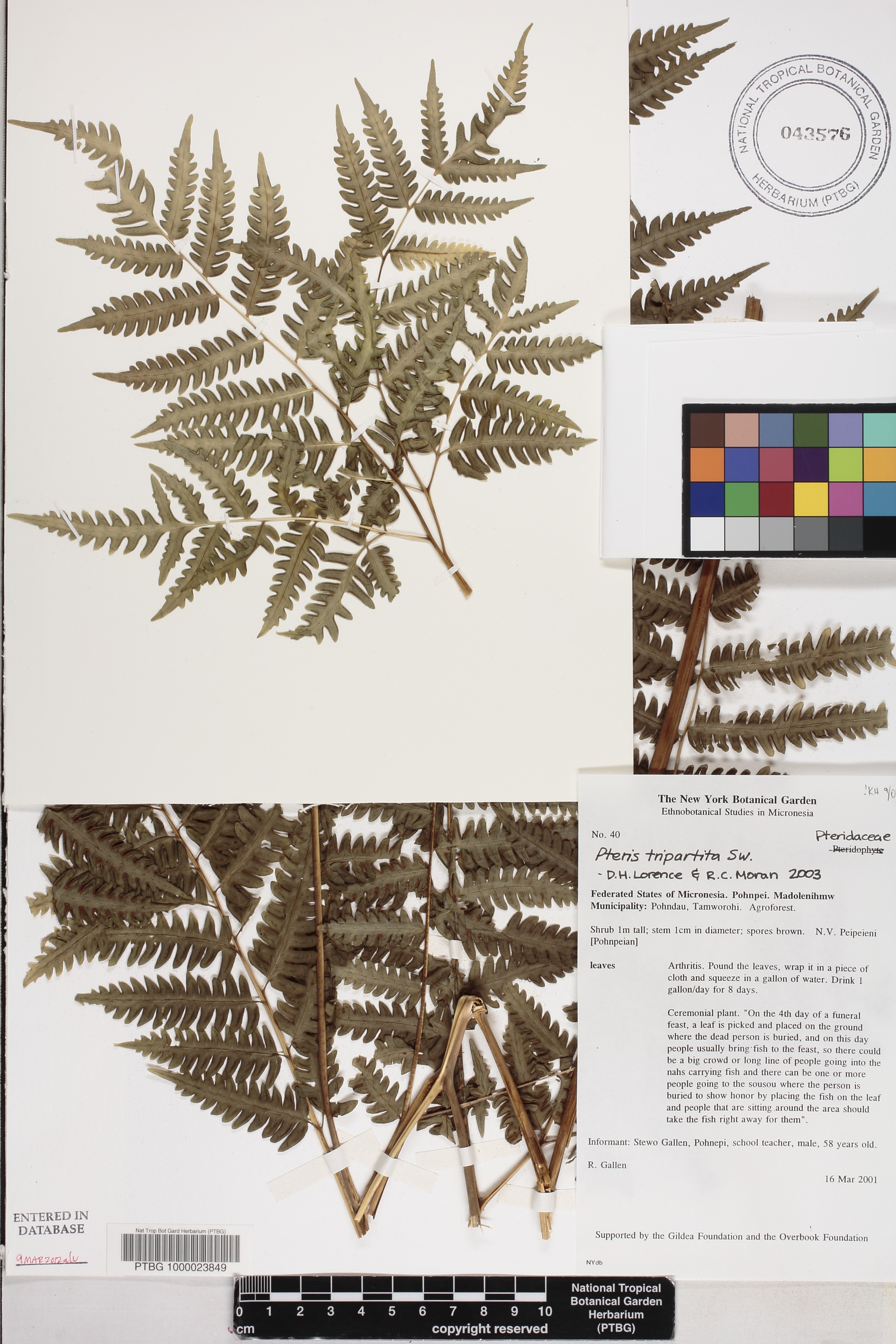 Pteris tripartita image