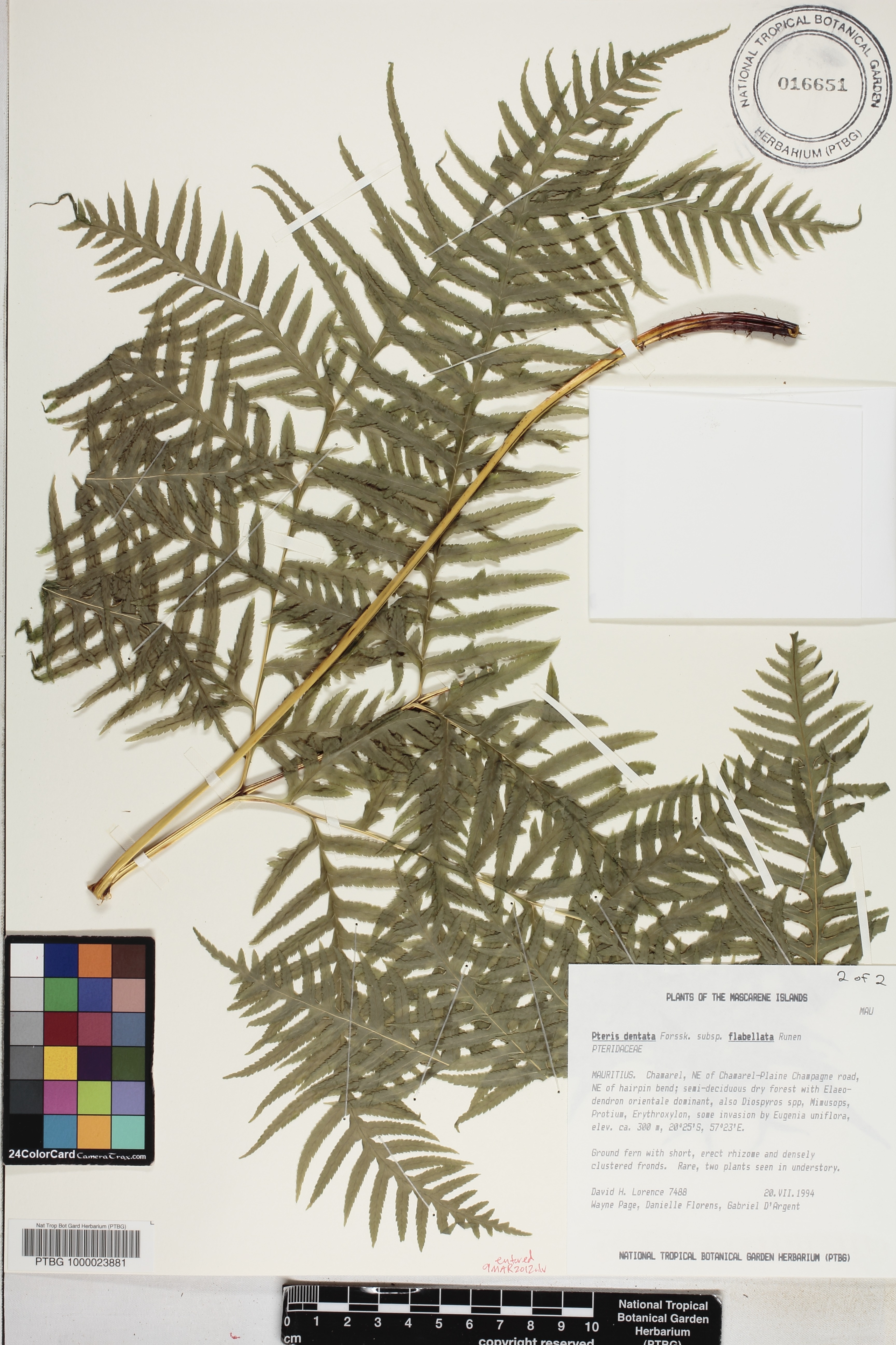 Pteris dentata image