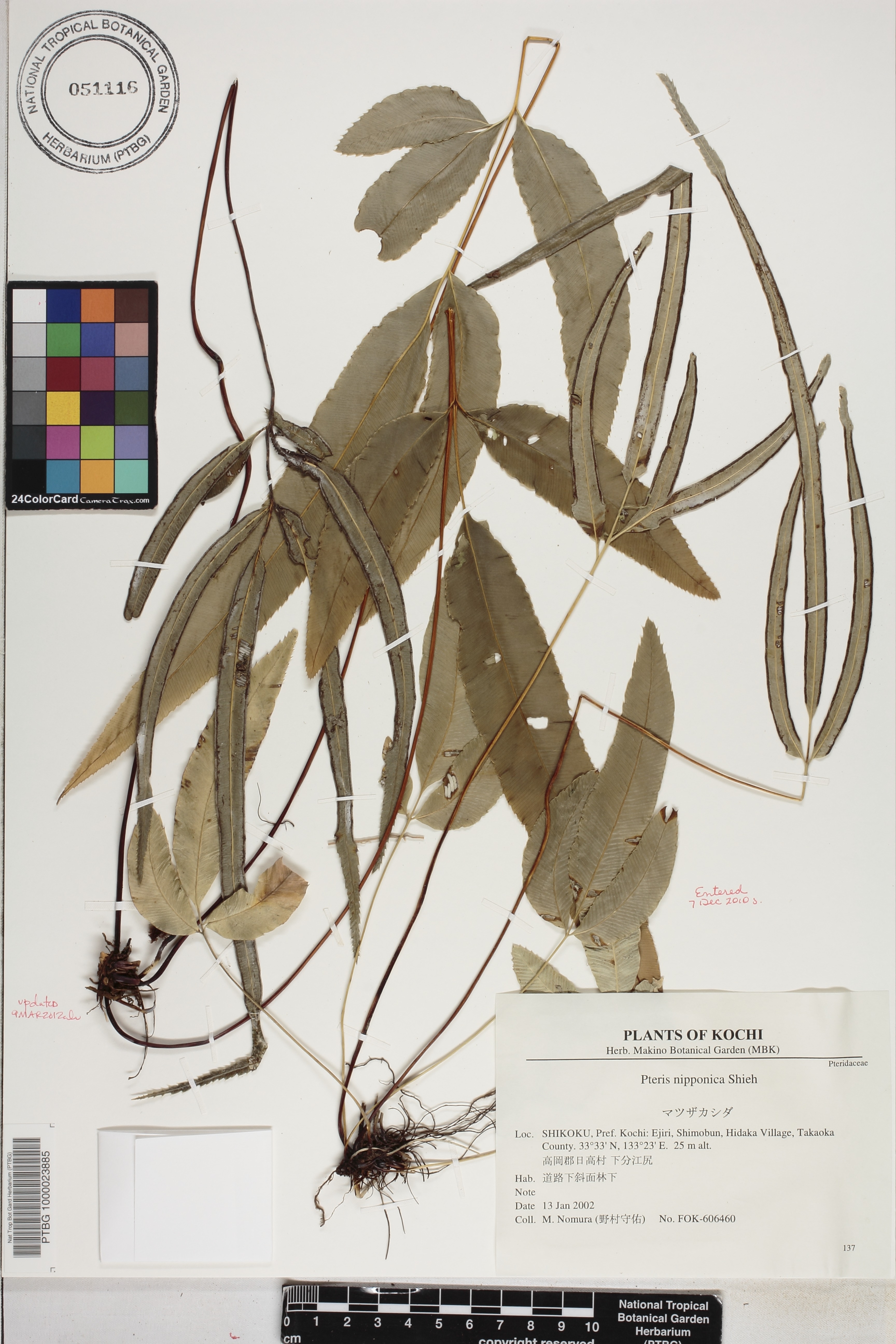 Pteris image