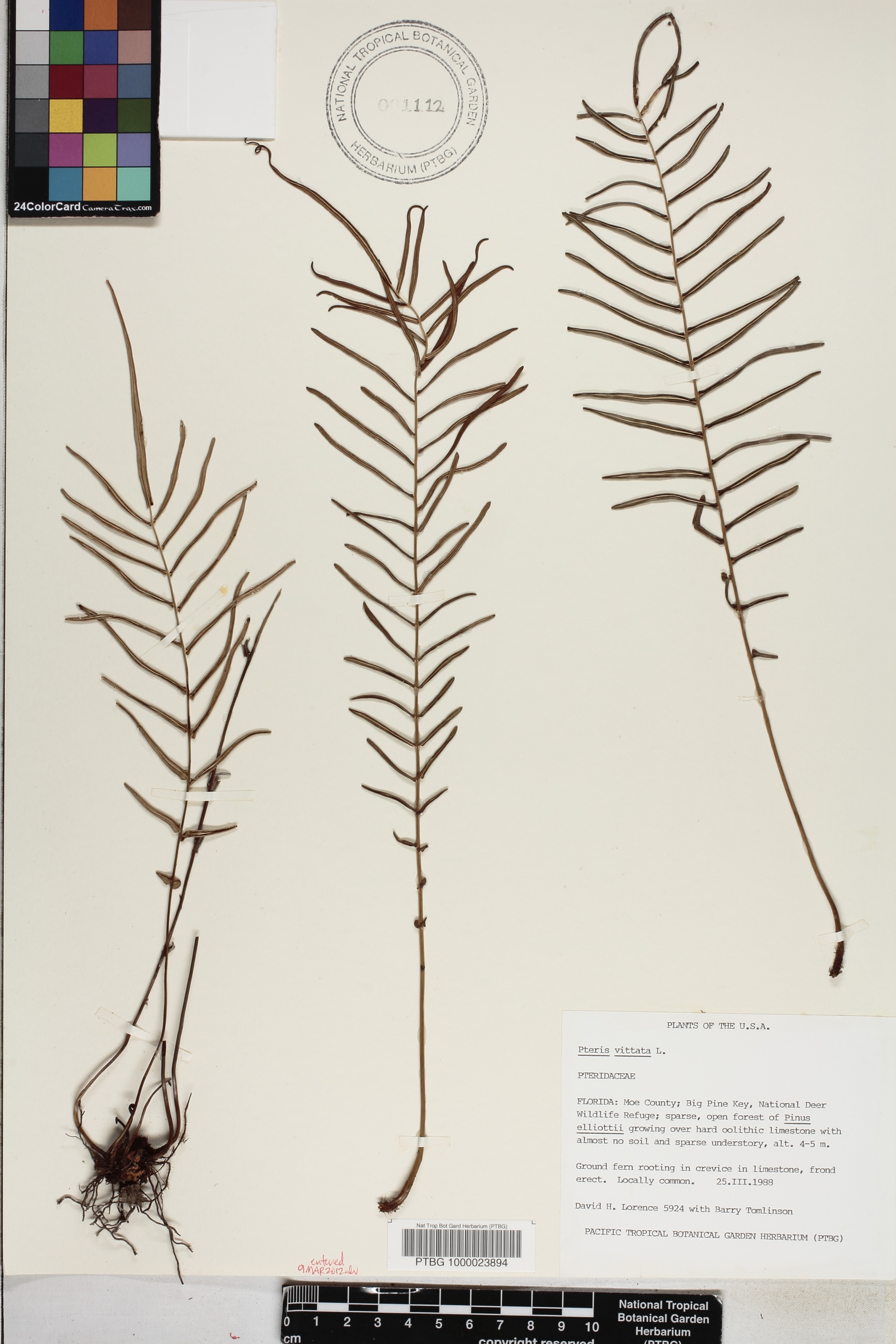 Pteris vittata image