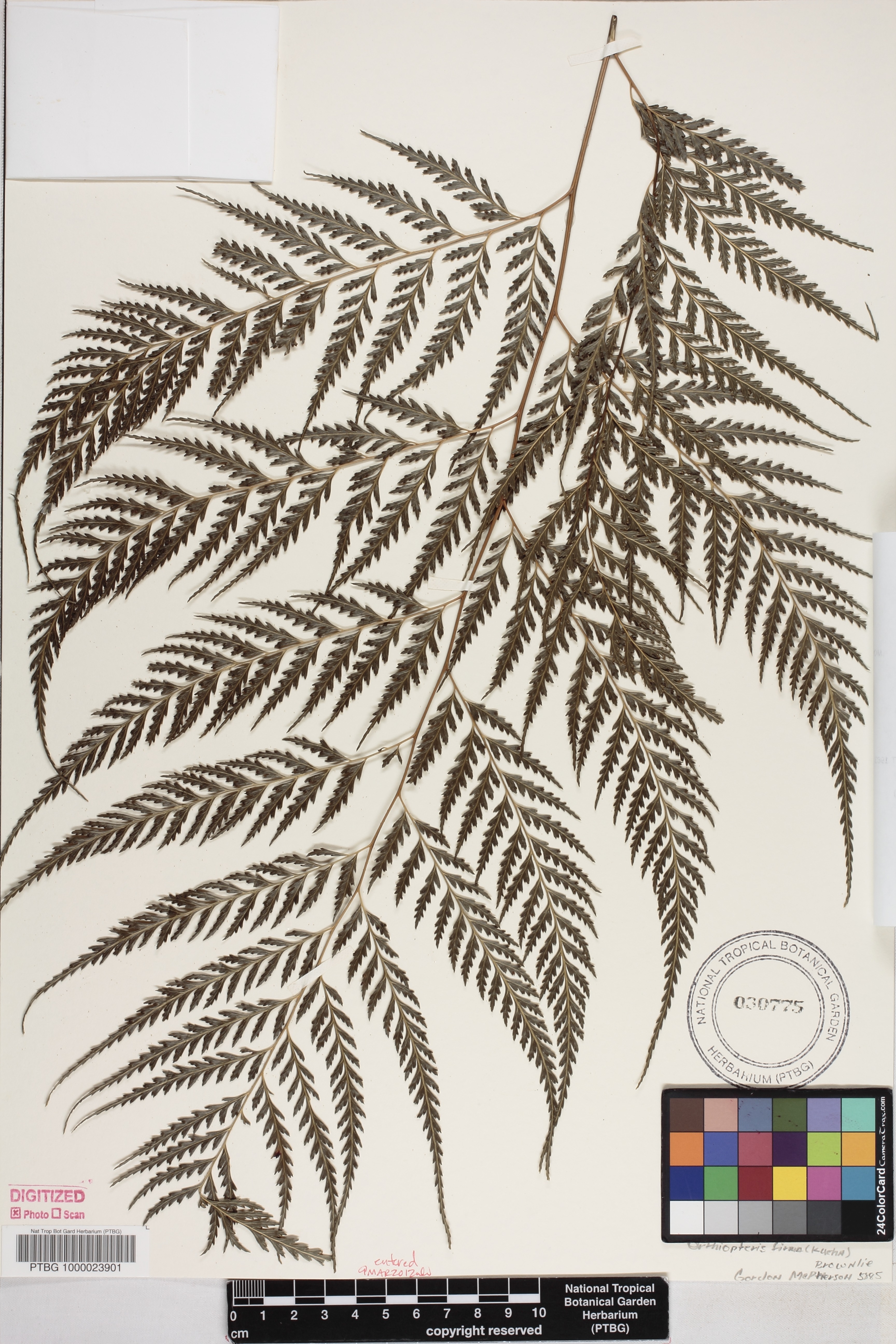 Orthiopteris firma image