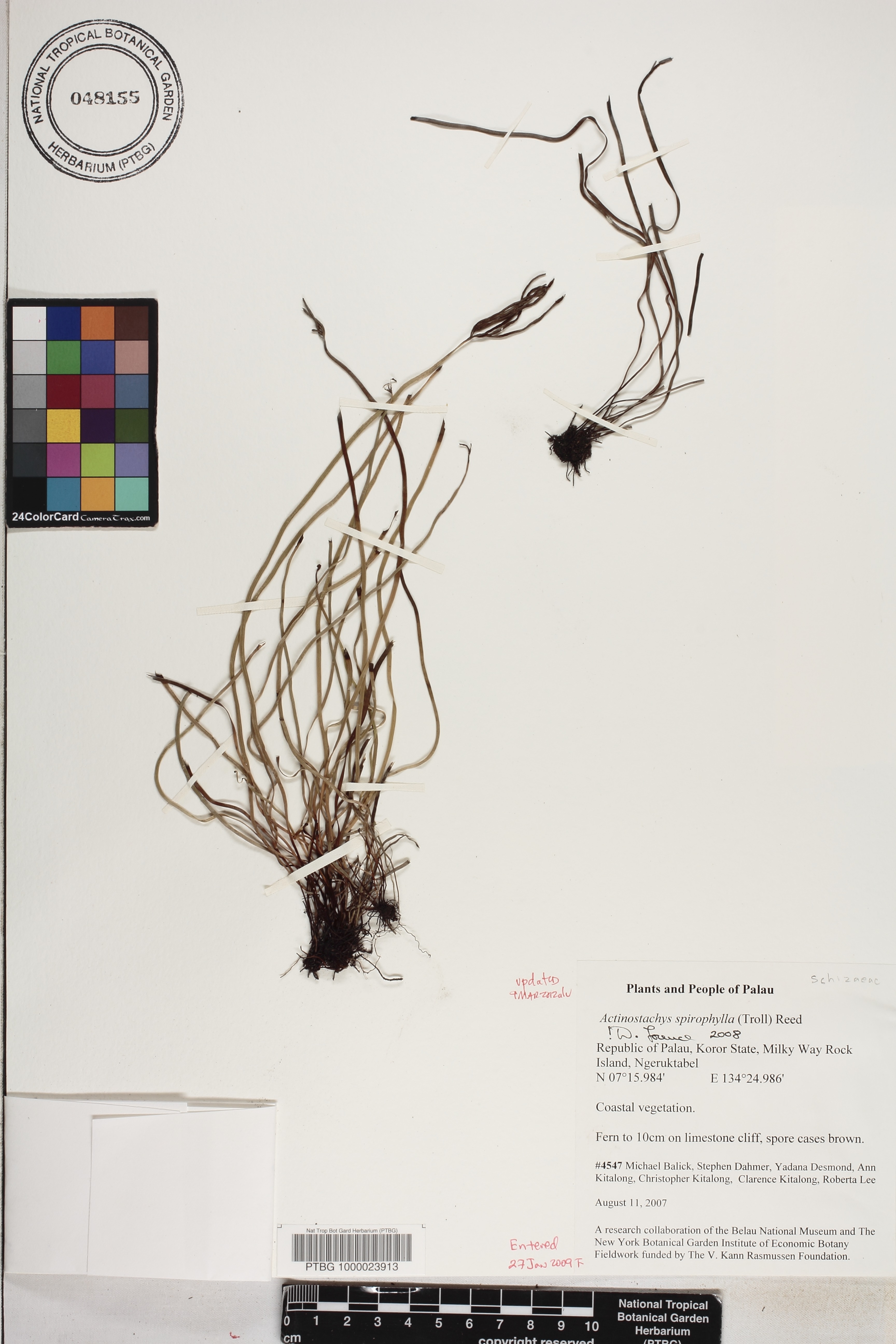Actinostachys spirophylla image