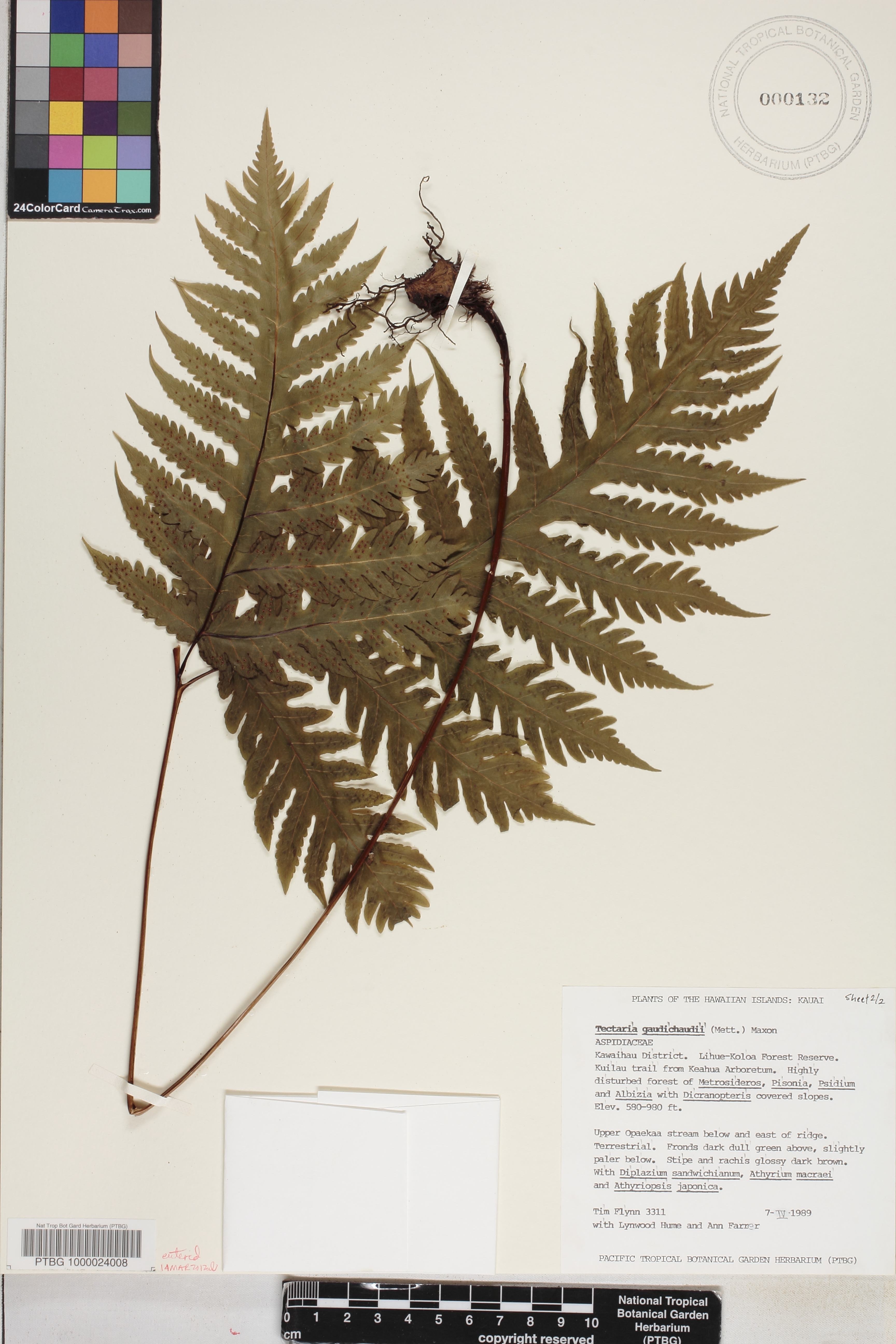 Tectaria image