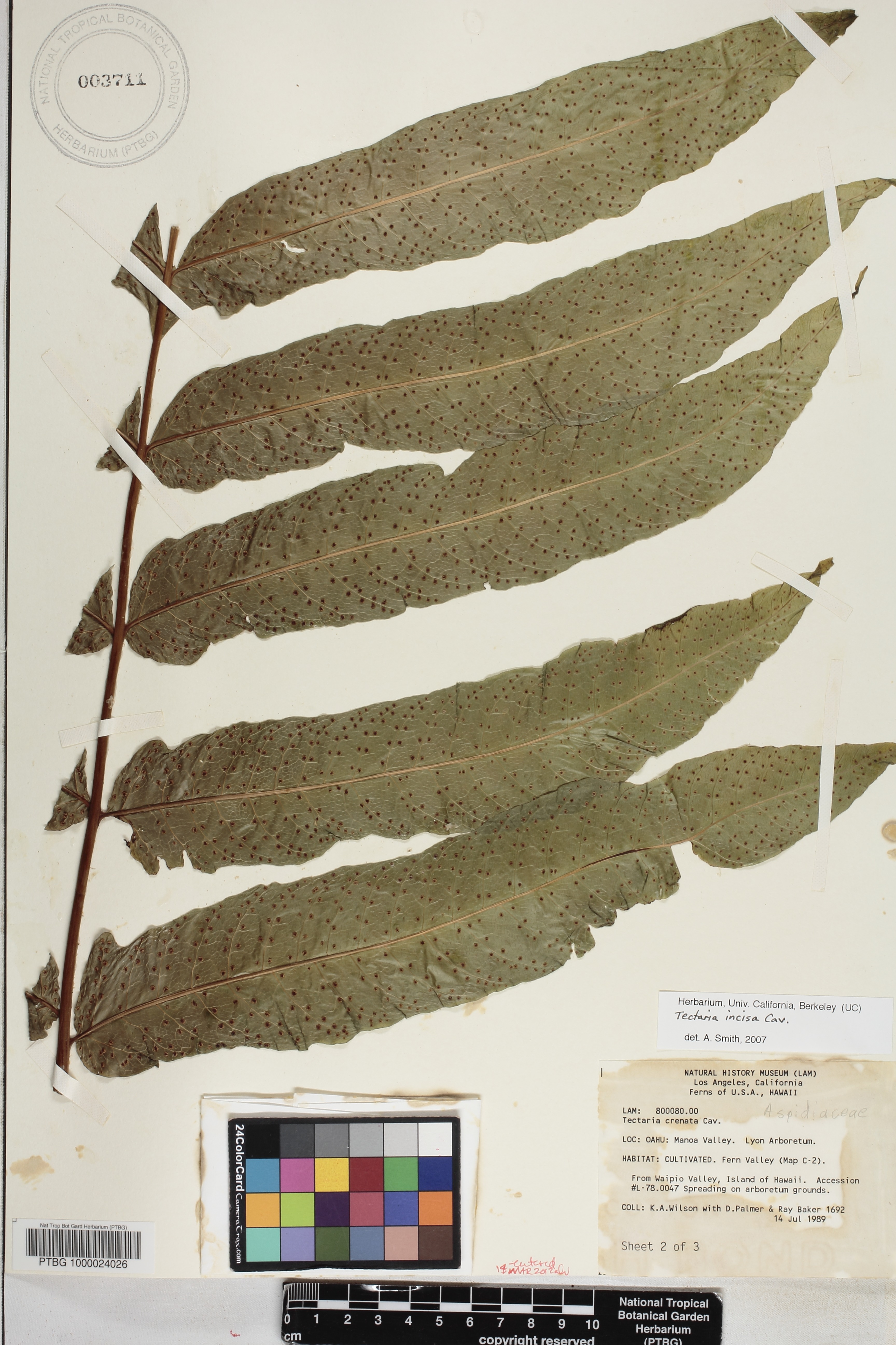 Tectaria incisa image