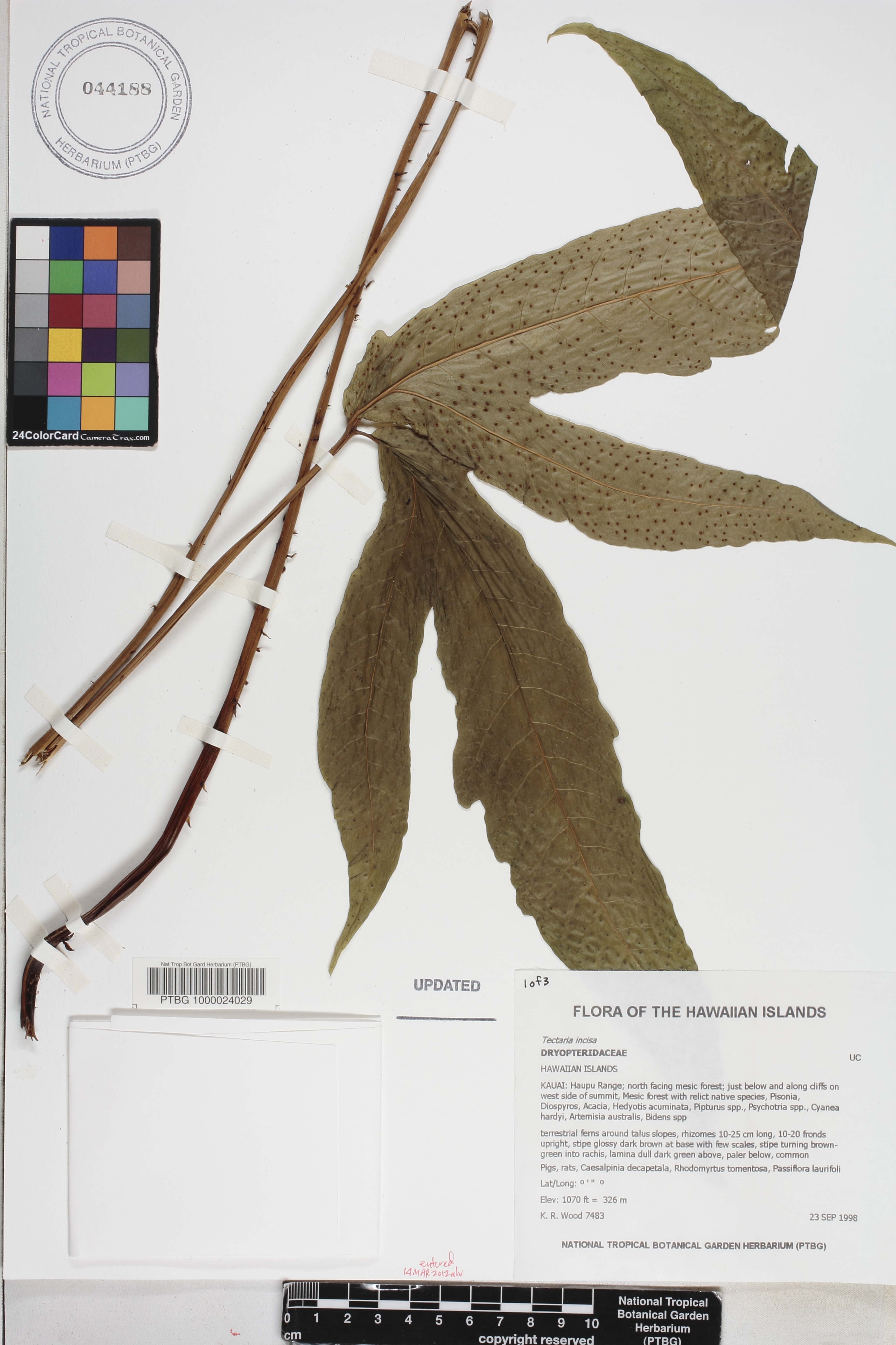 Tectaria incisa image