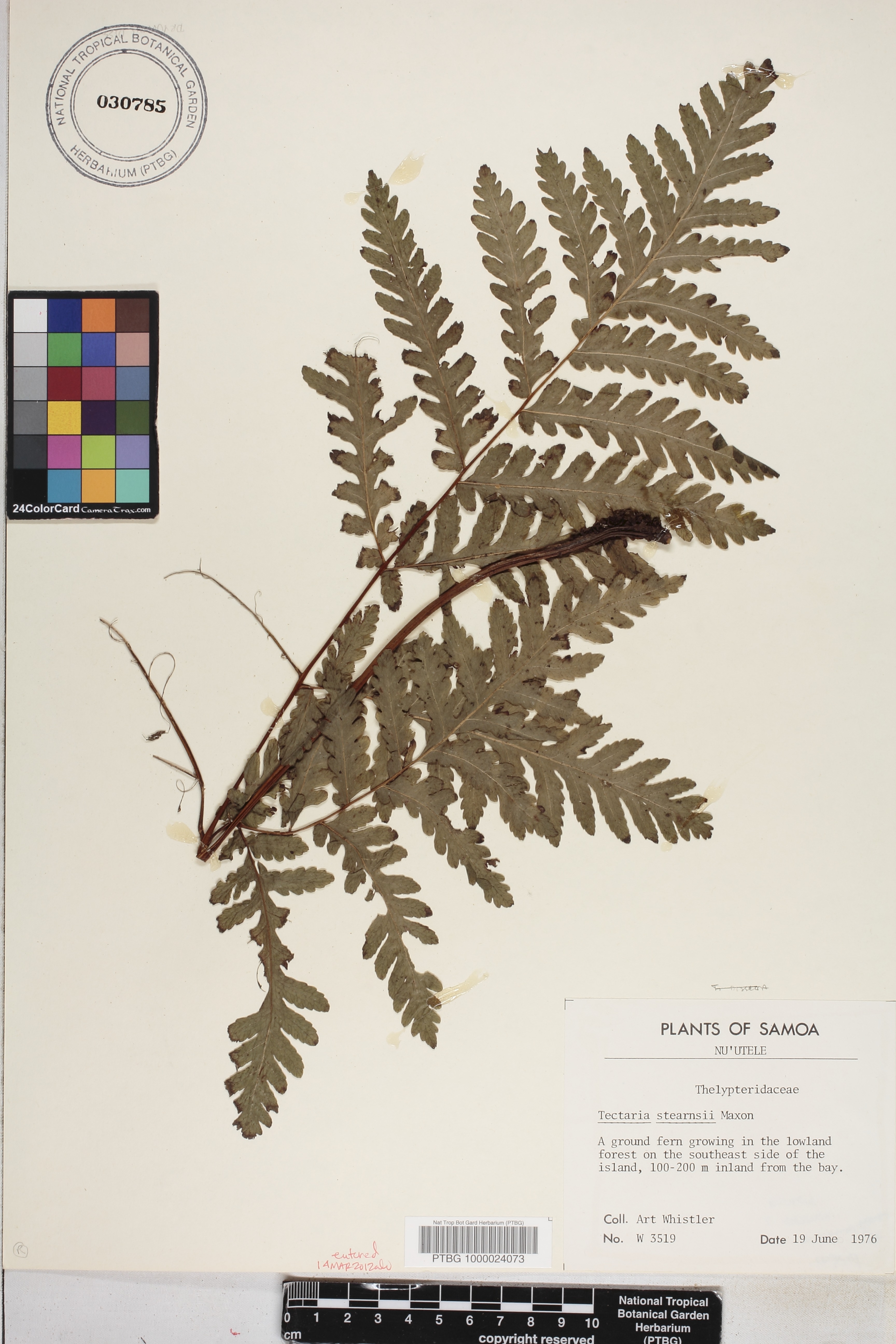 Tectaria stearnsii image