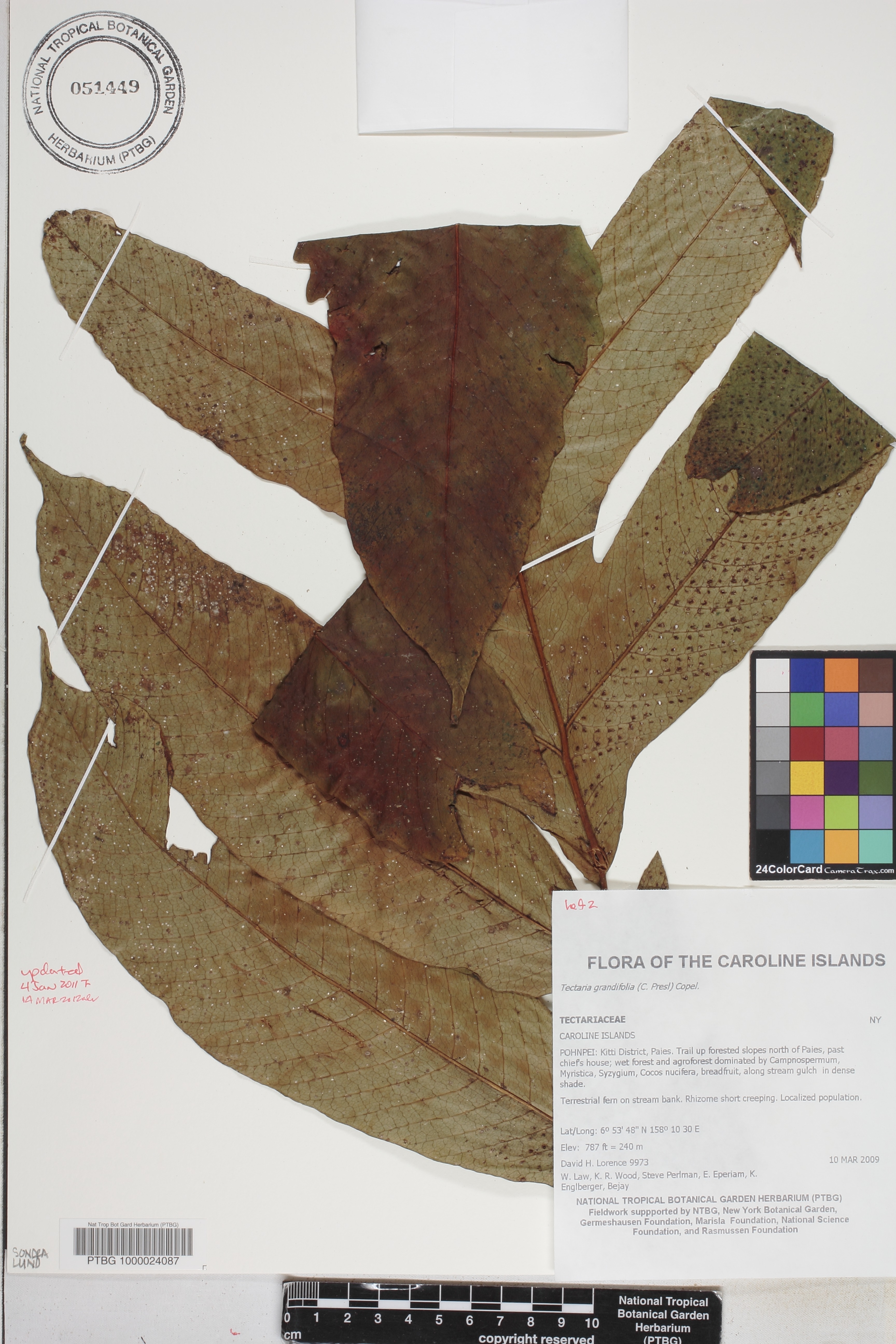 Tectaria crenata image
