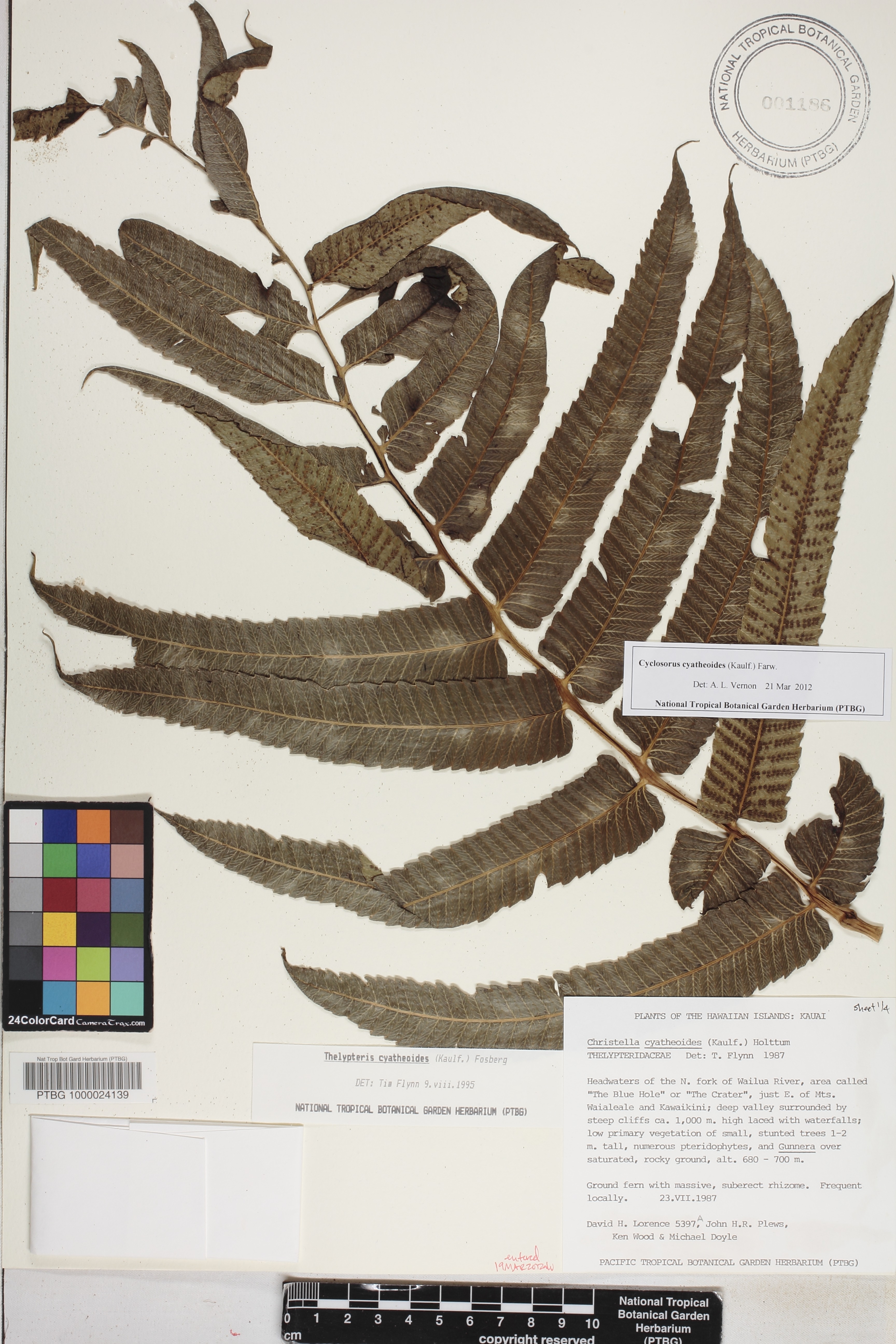 Cyclosorus cyatheoides image