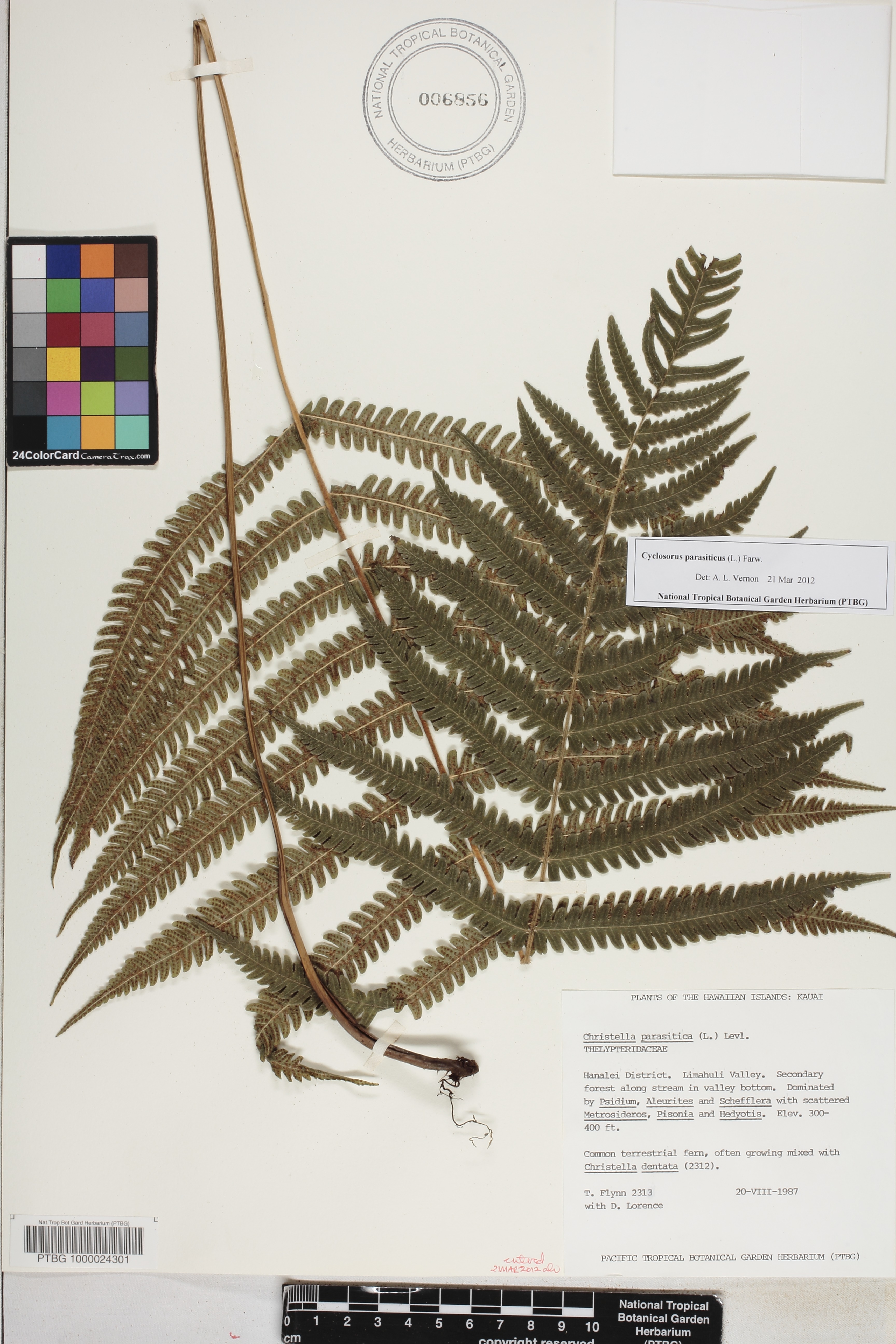 Cyclosorus image