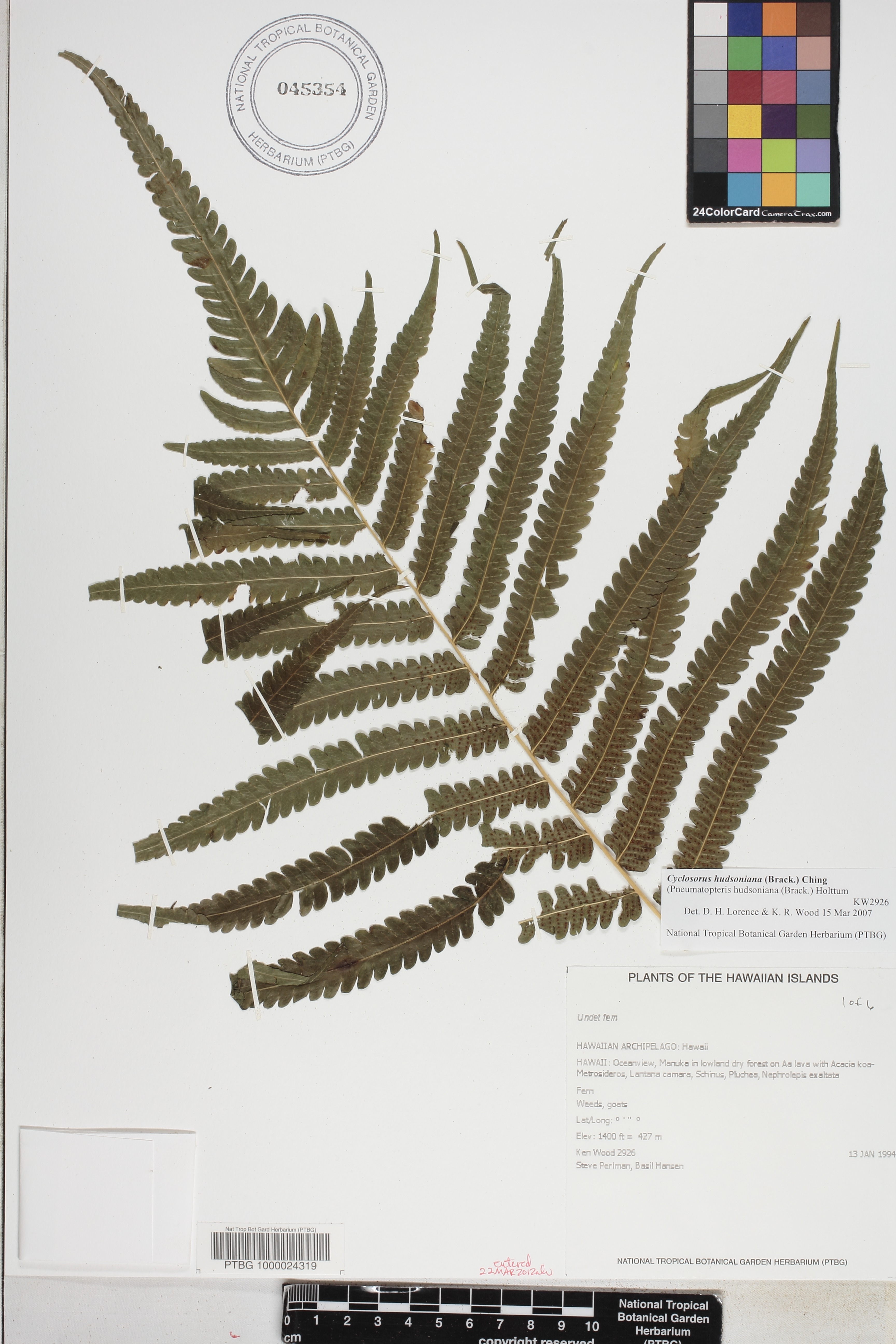 Cyclosorus hudsonianus image