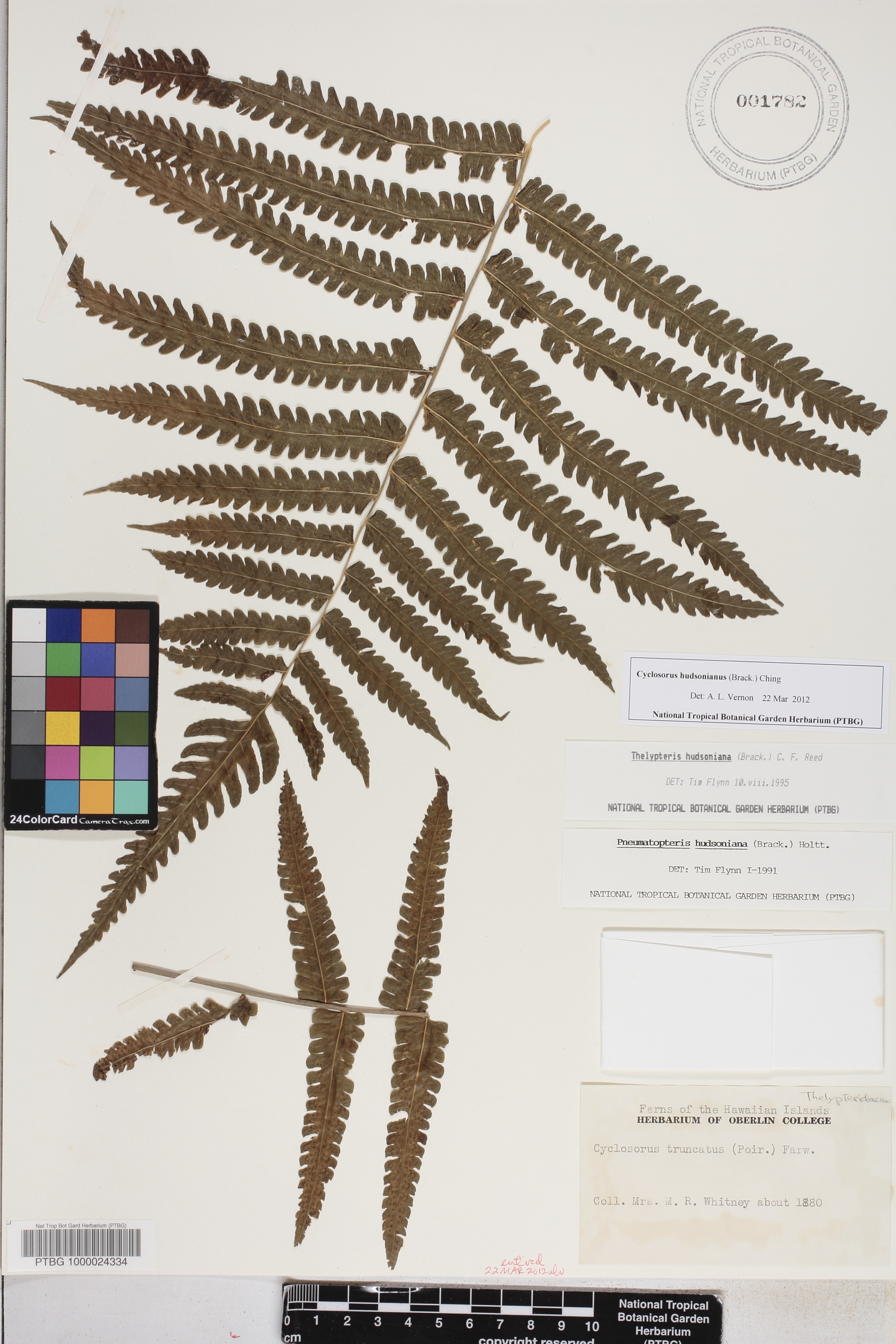 Cyclosorus hudsonianus image