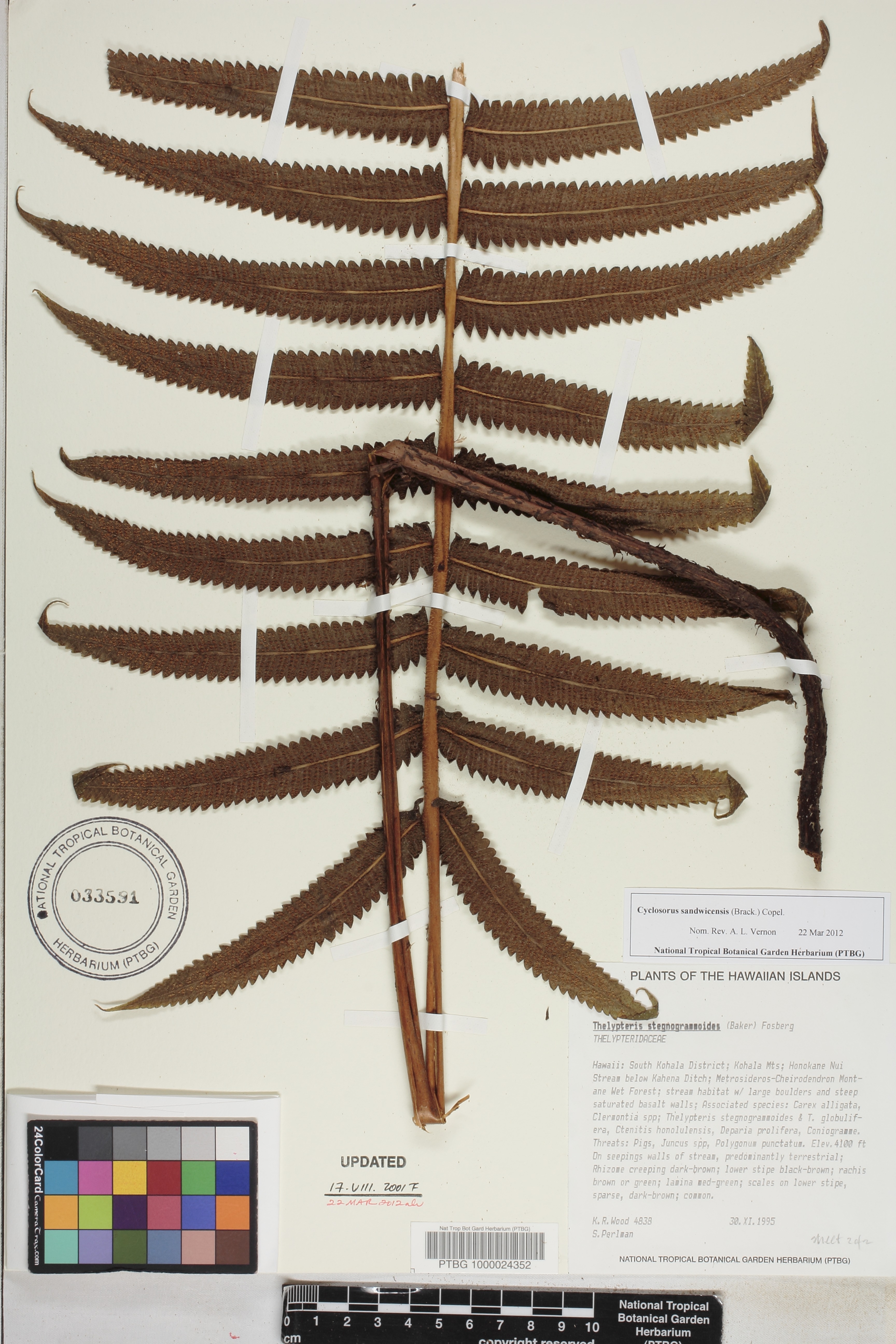 Cyclosorus sandwicensis image