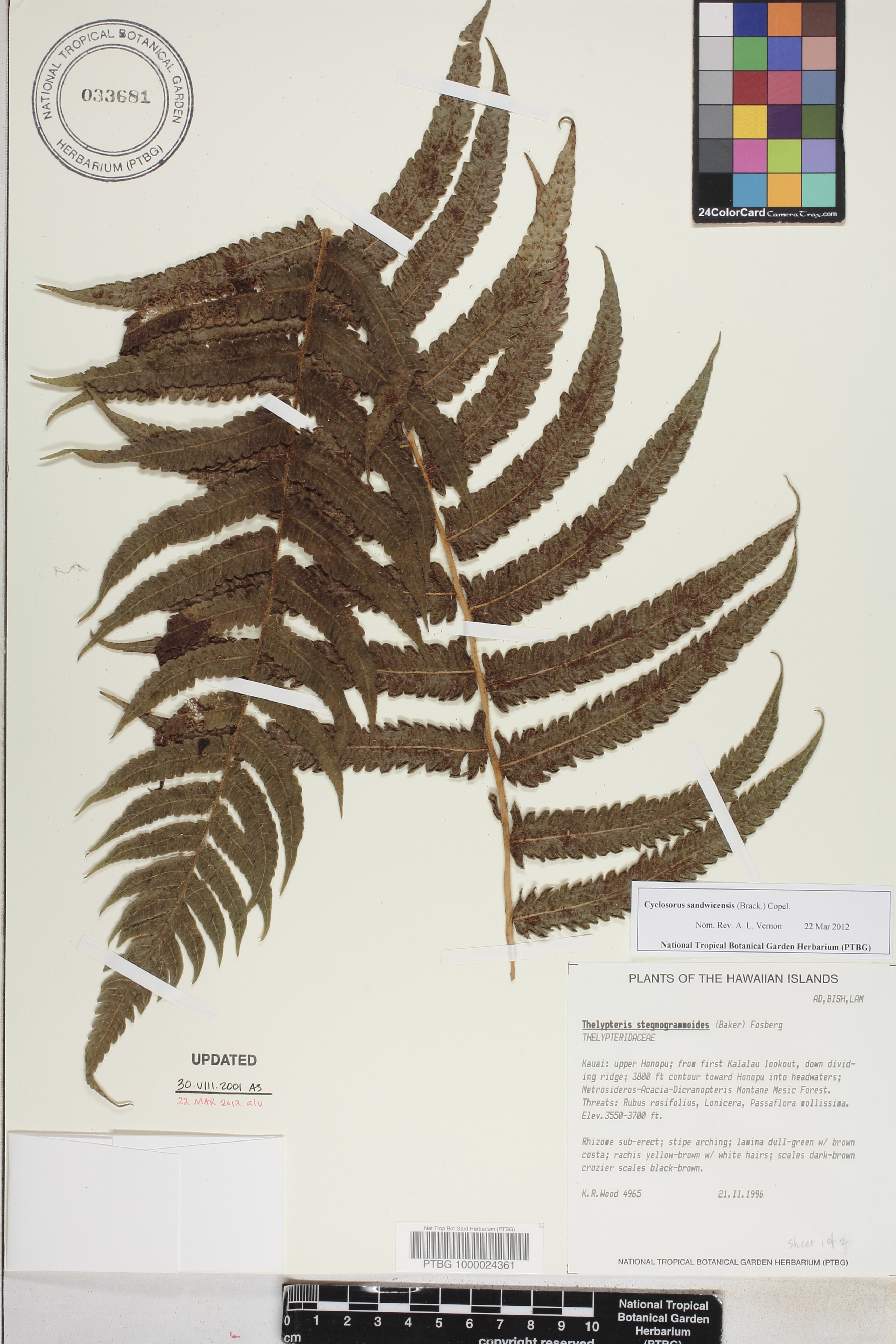 Cyclosorus sandwicensis image