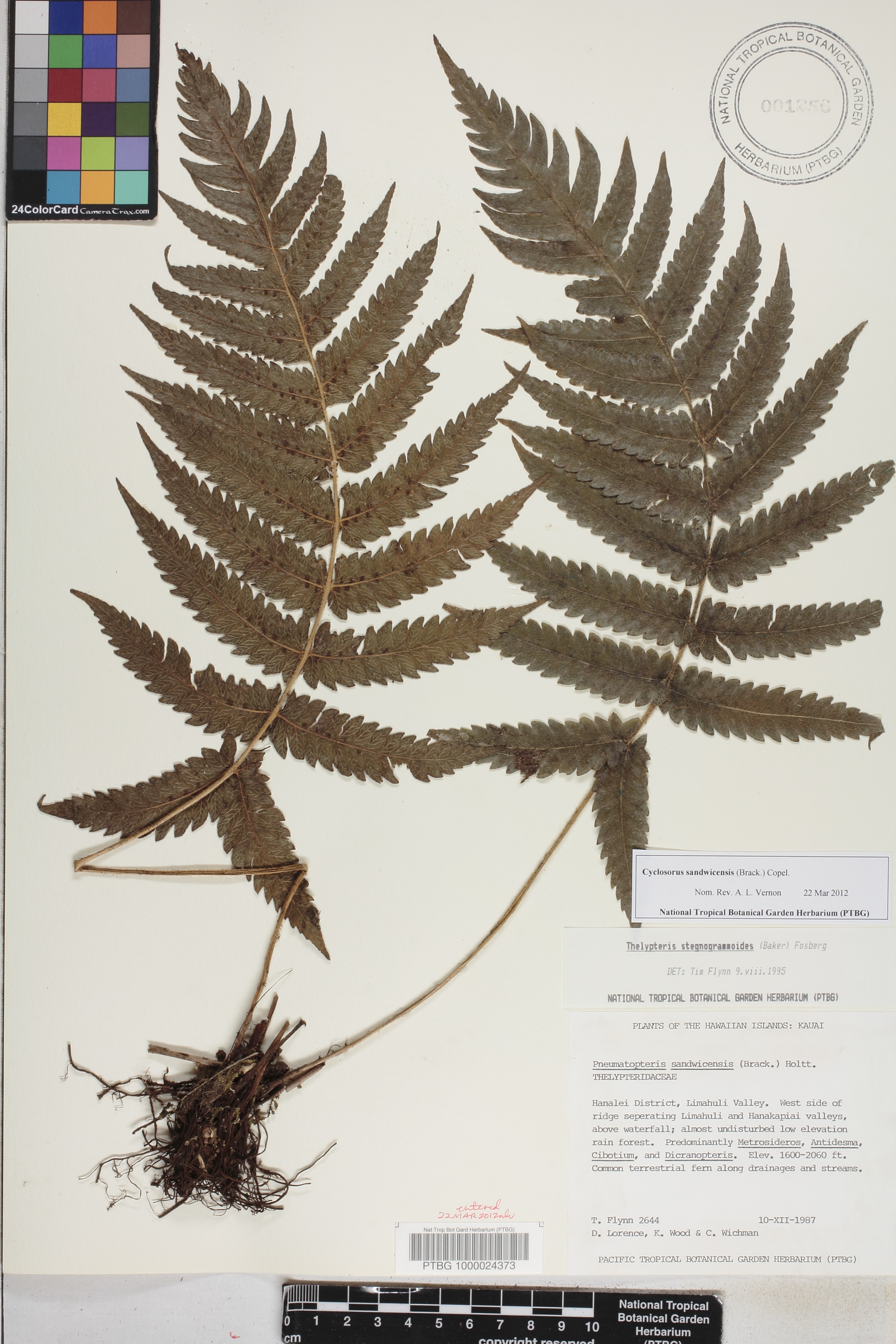 Cyclosorus image