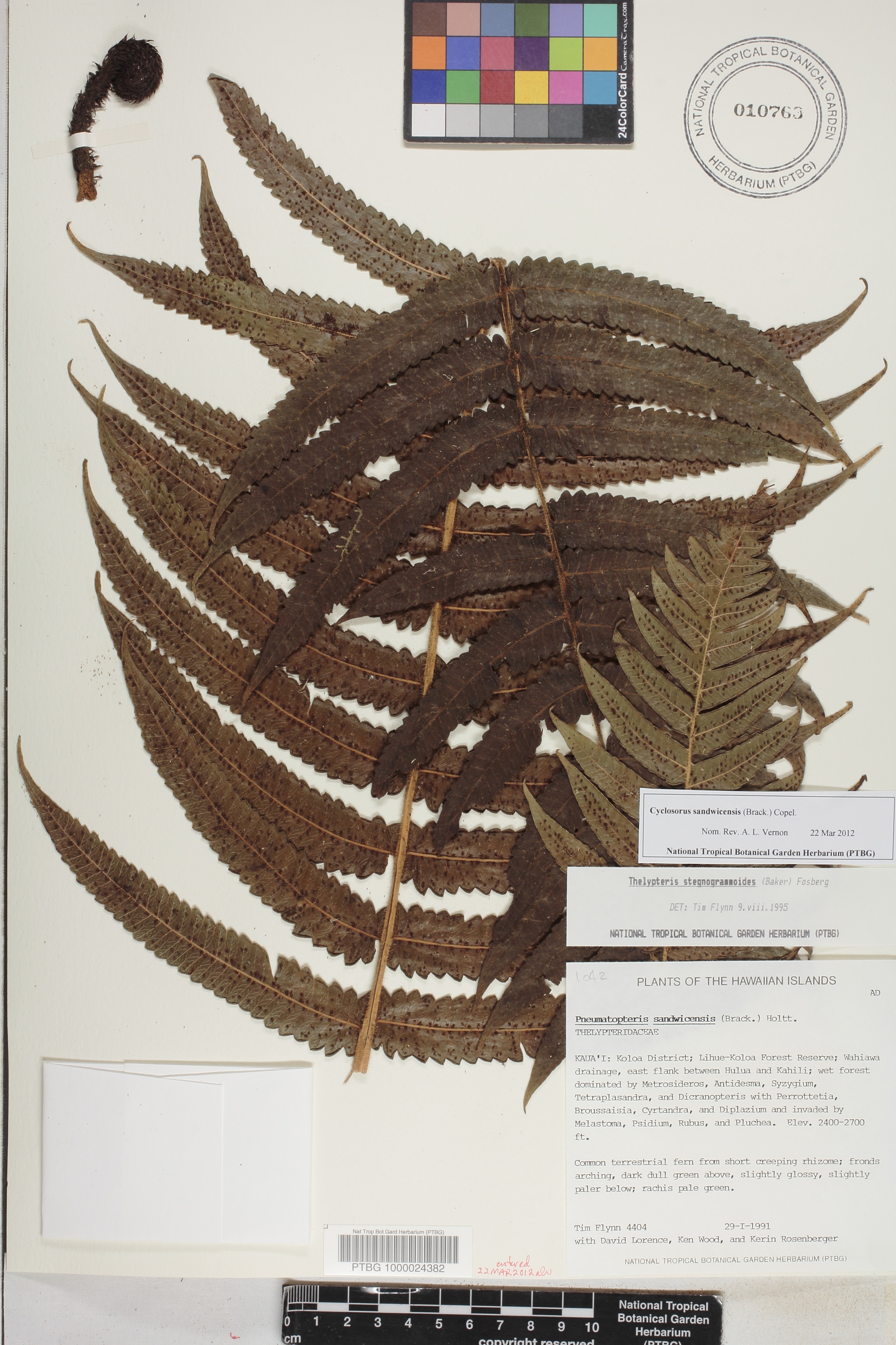 Cyclosorus sandwicensis image