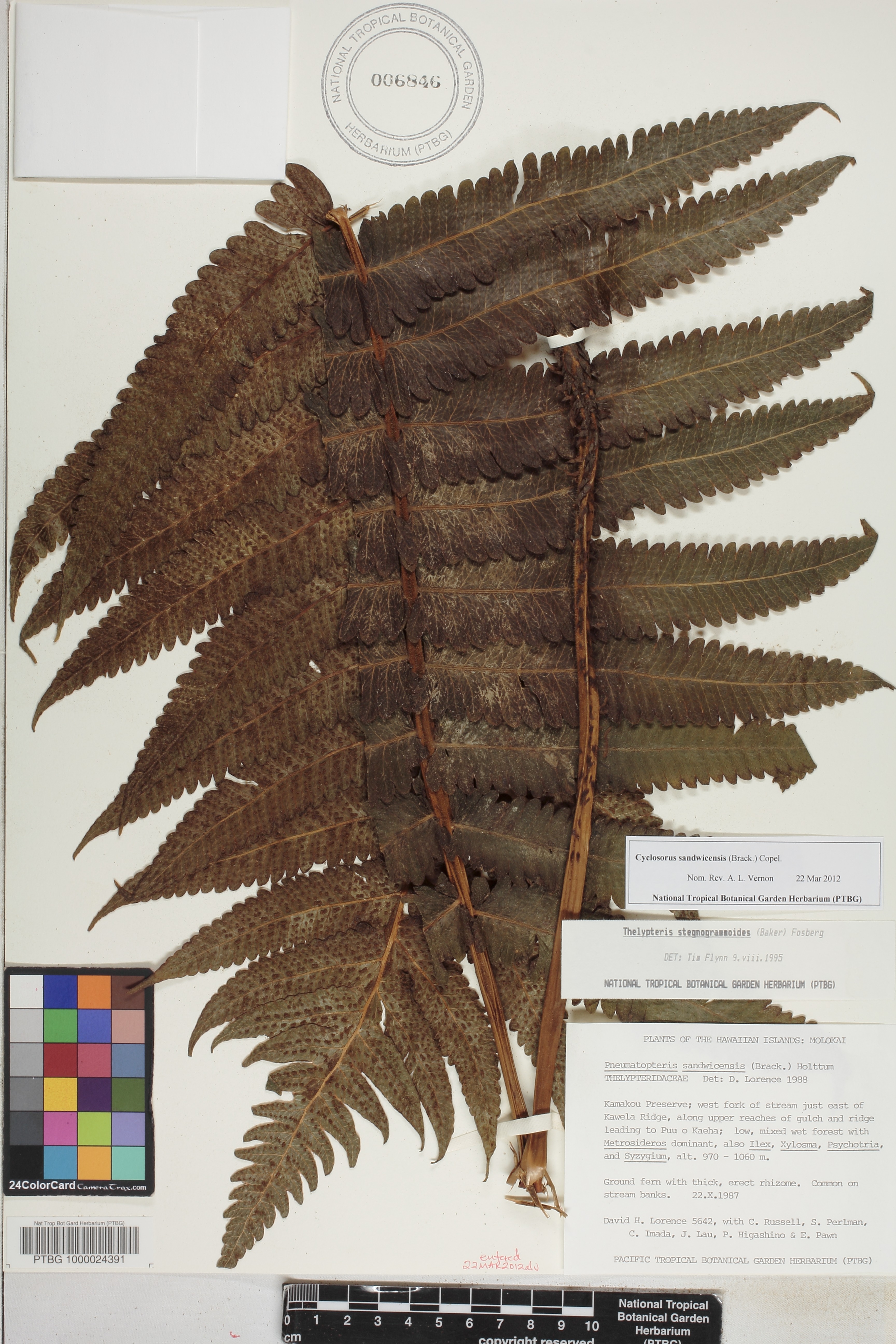 Cyclosorus image