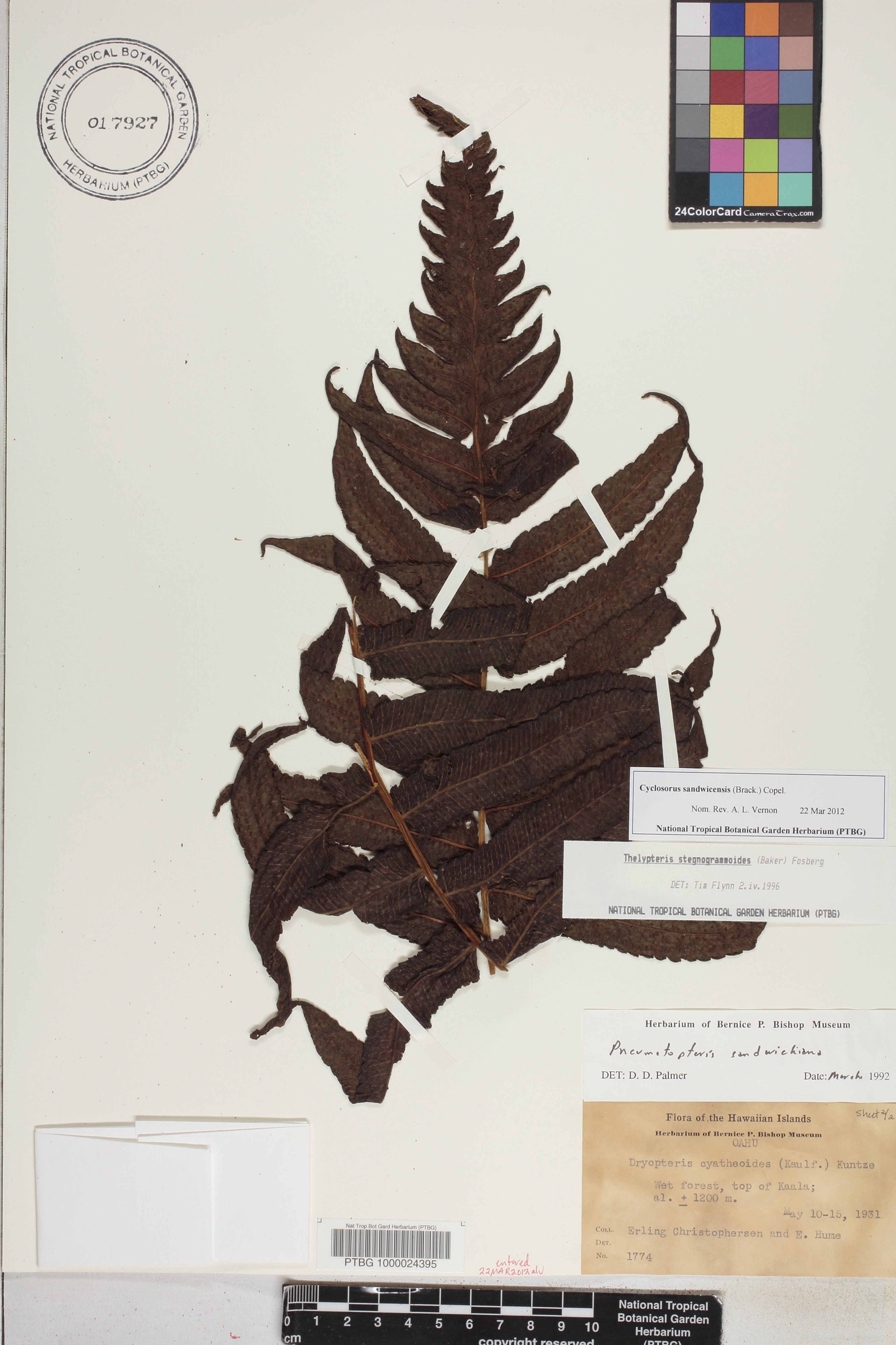 Cyclosorus image