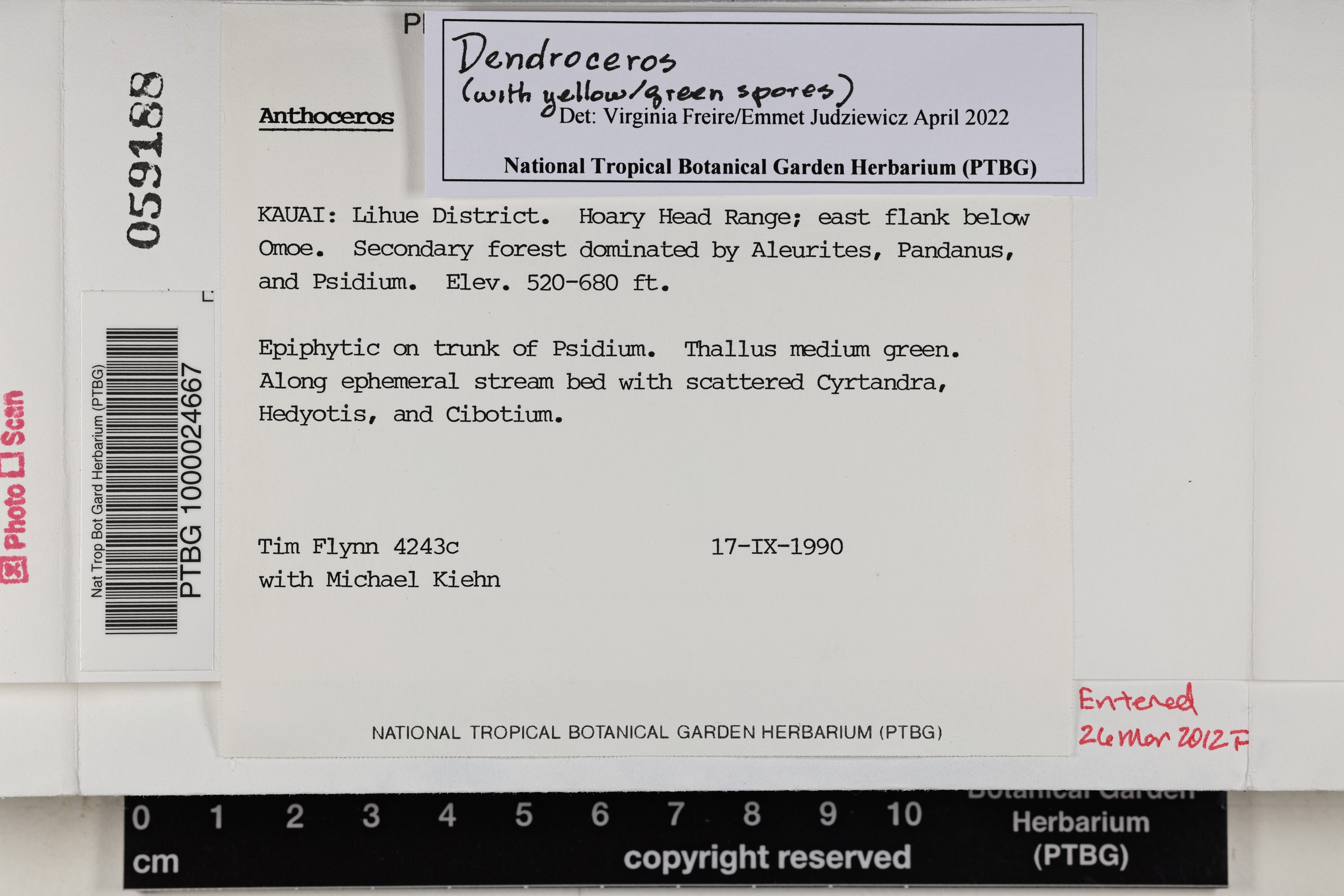 Anthoceros image