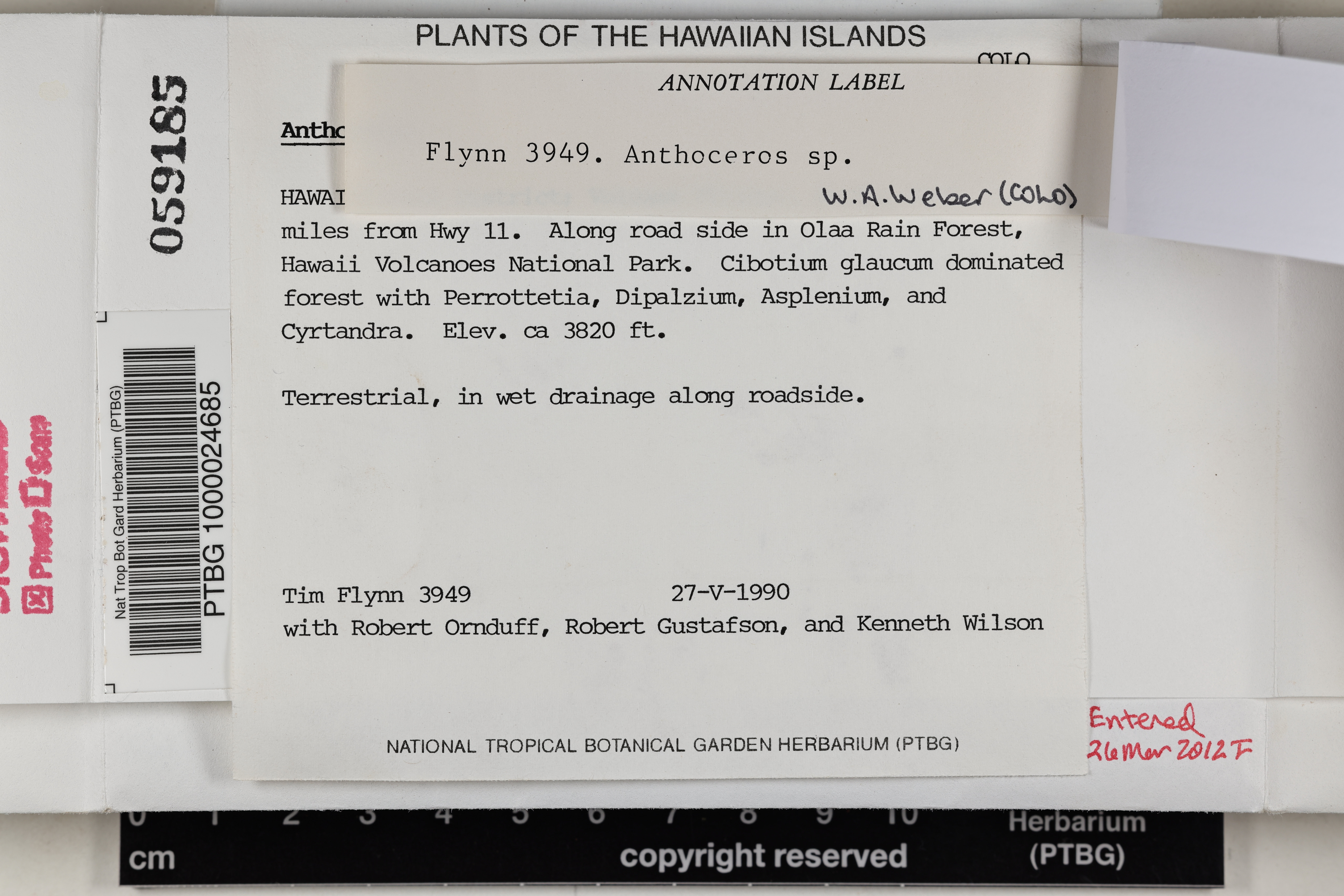Anthocerotaceae image