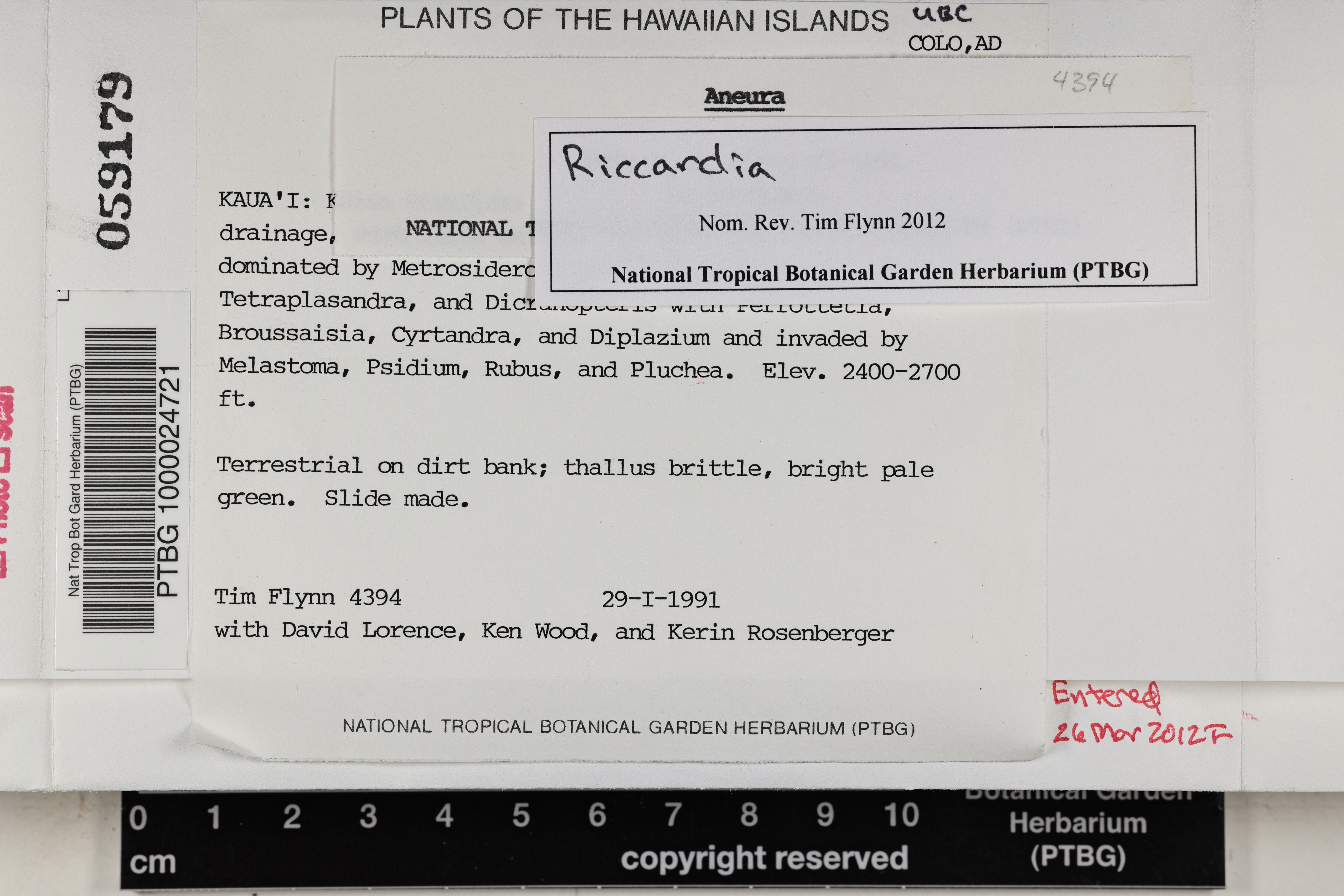 Riccardia image