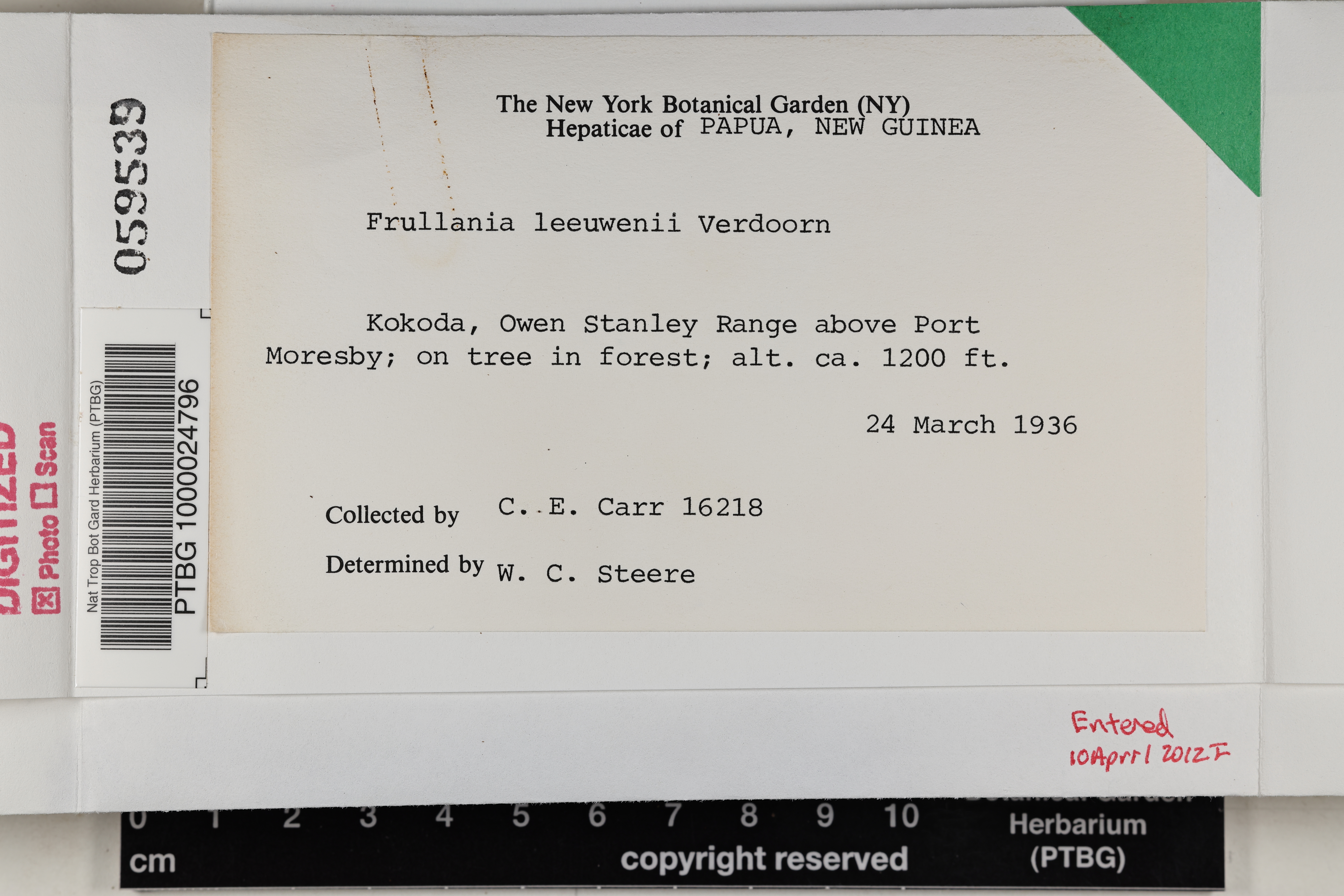 Frullania leeuwenii image