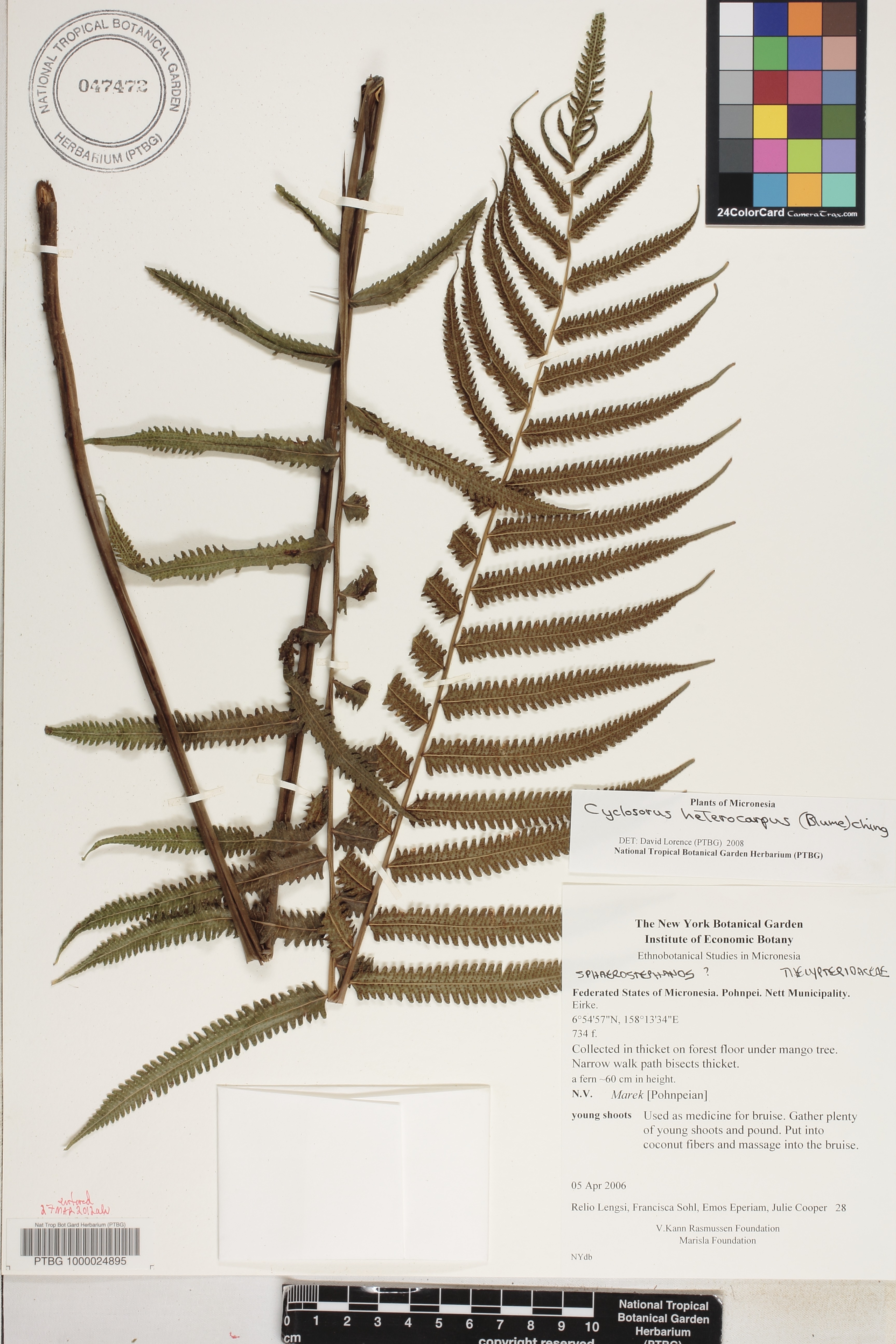 Cyclosorus image