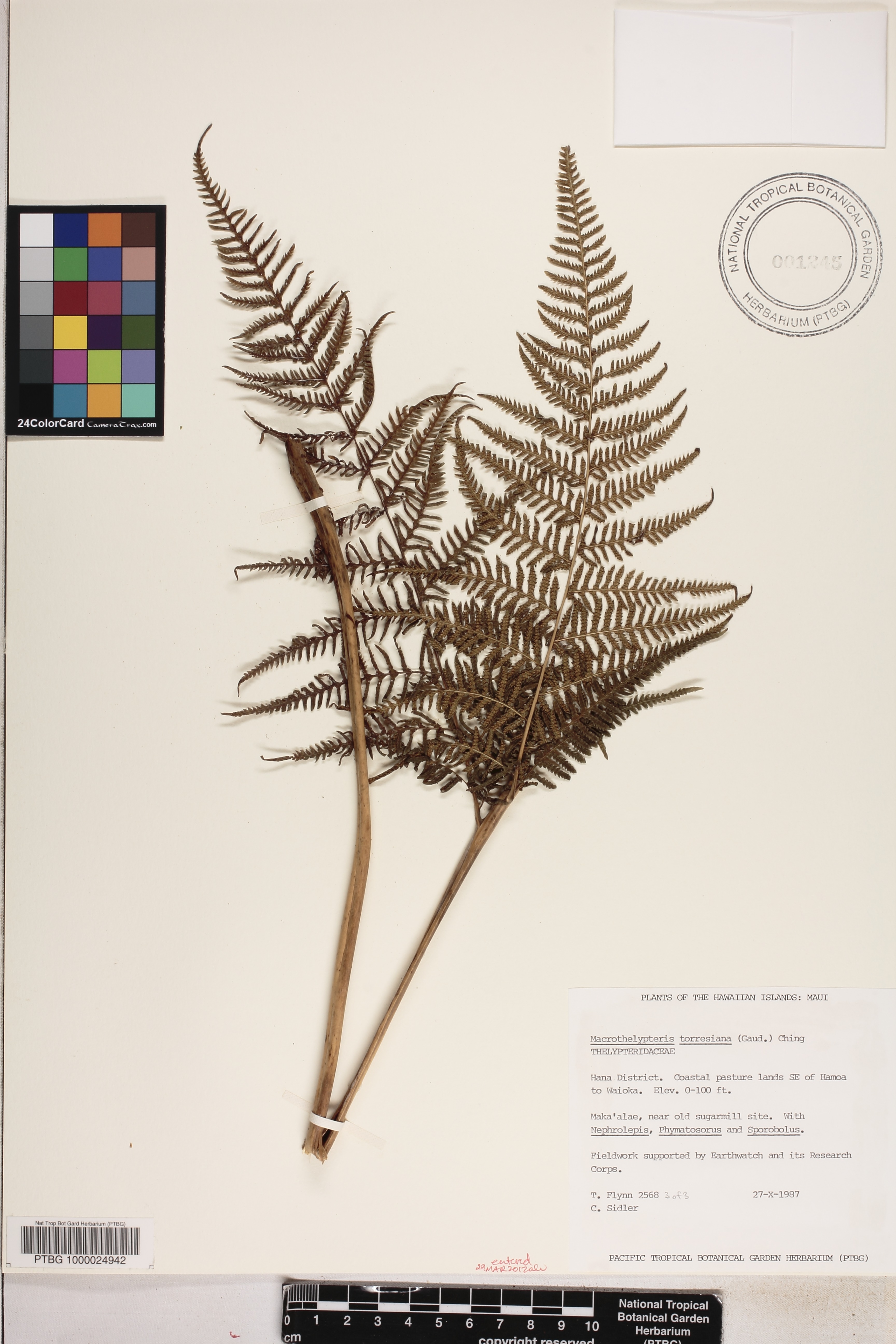 Macrothelypteris torresiana image