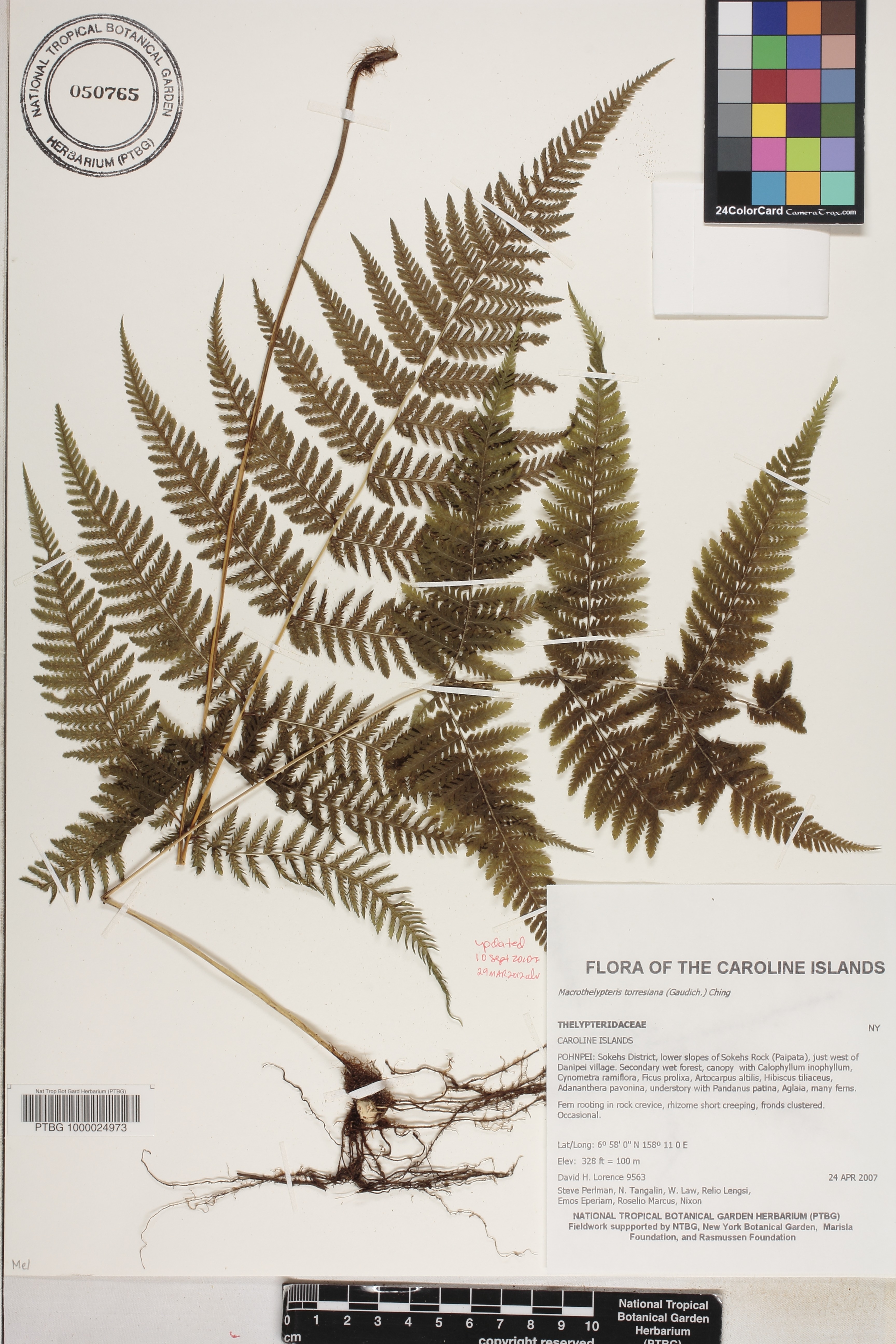 Macrothelypteris image