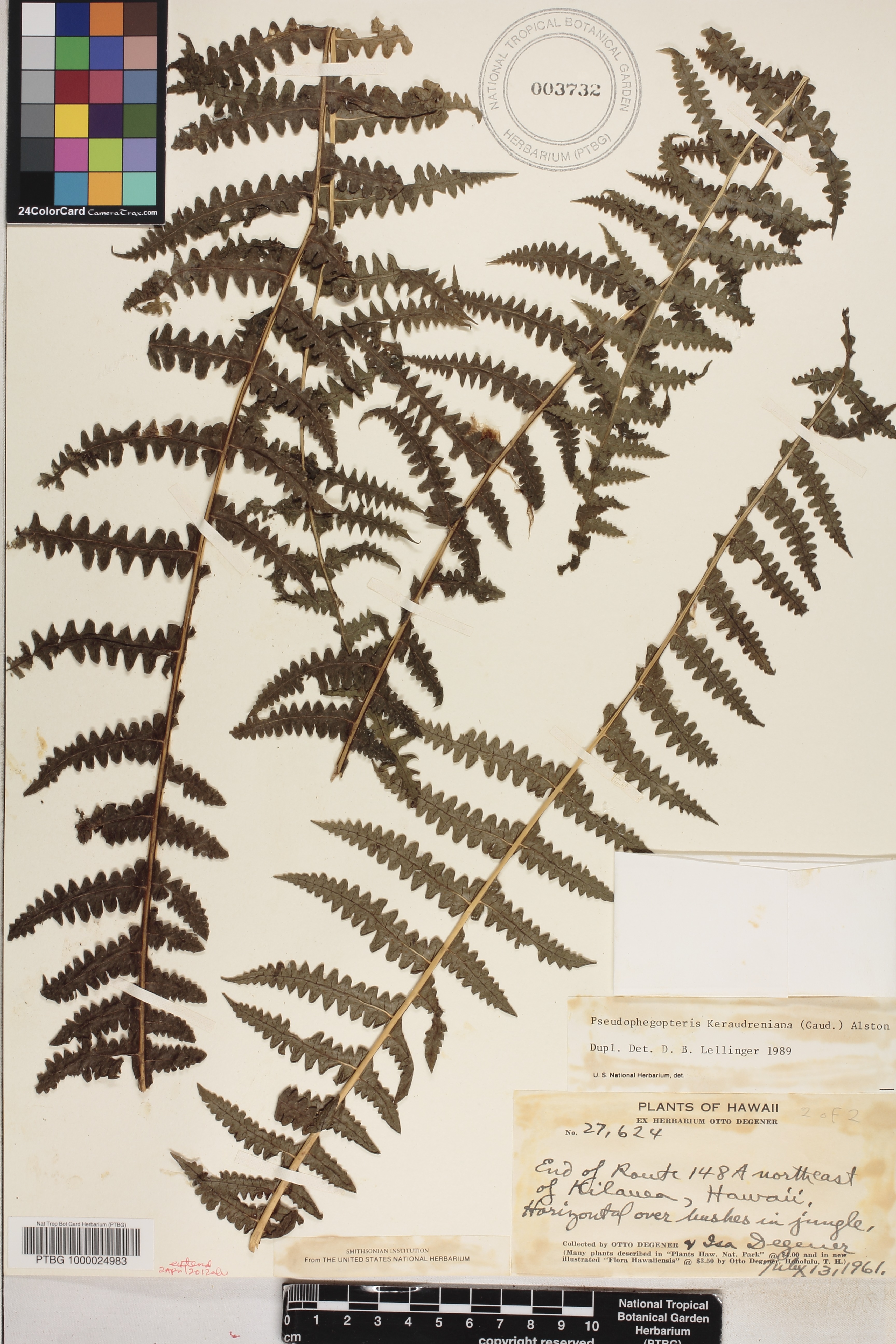 Pseudophegopteris keraudreniana image