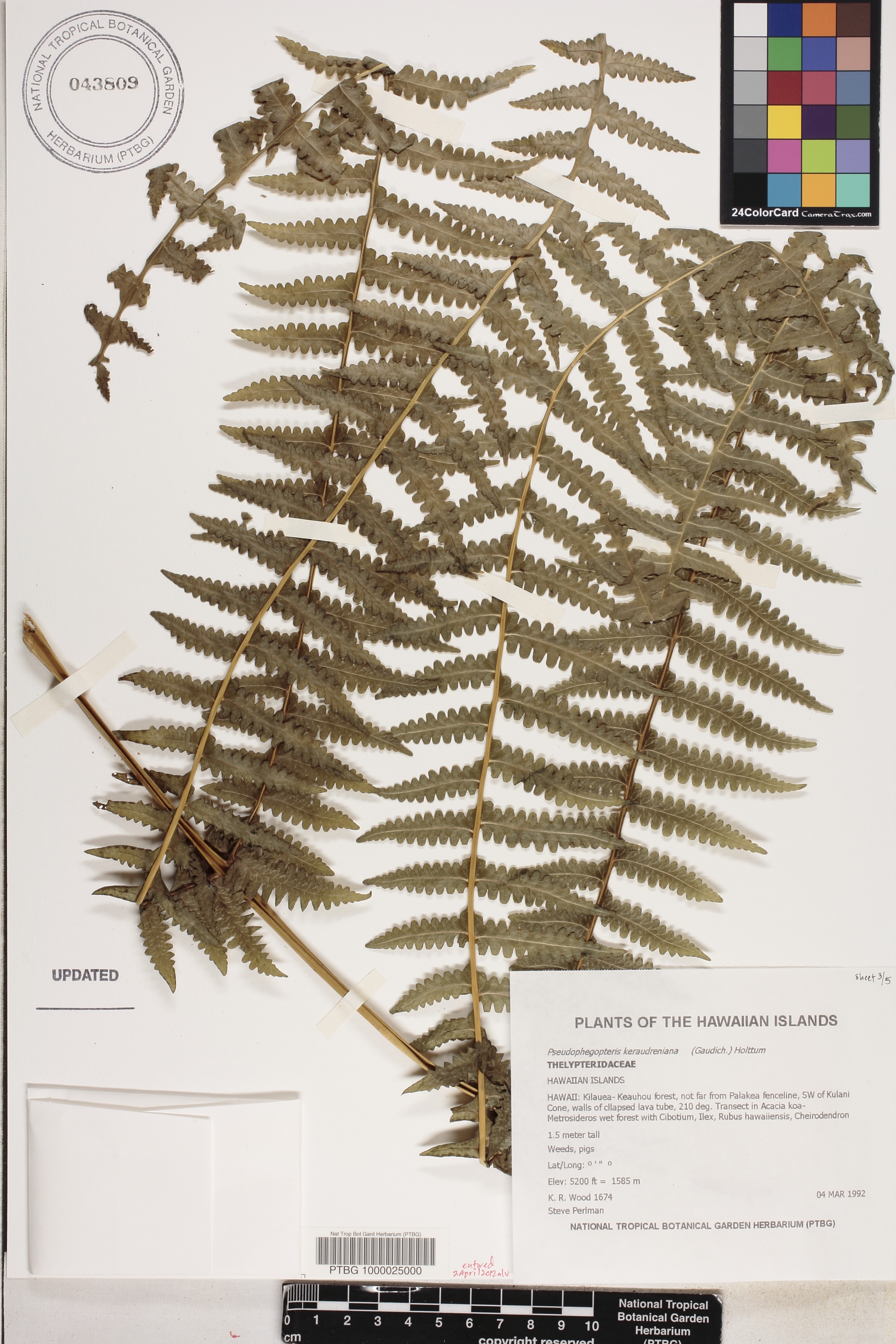 Pseudophegopteris keraudreniana image