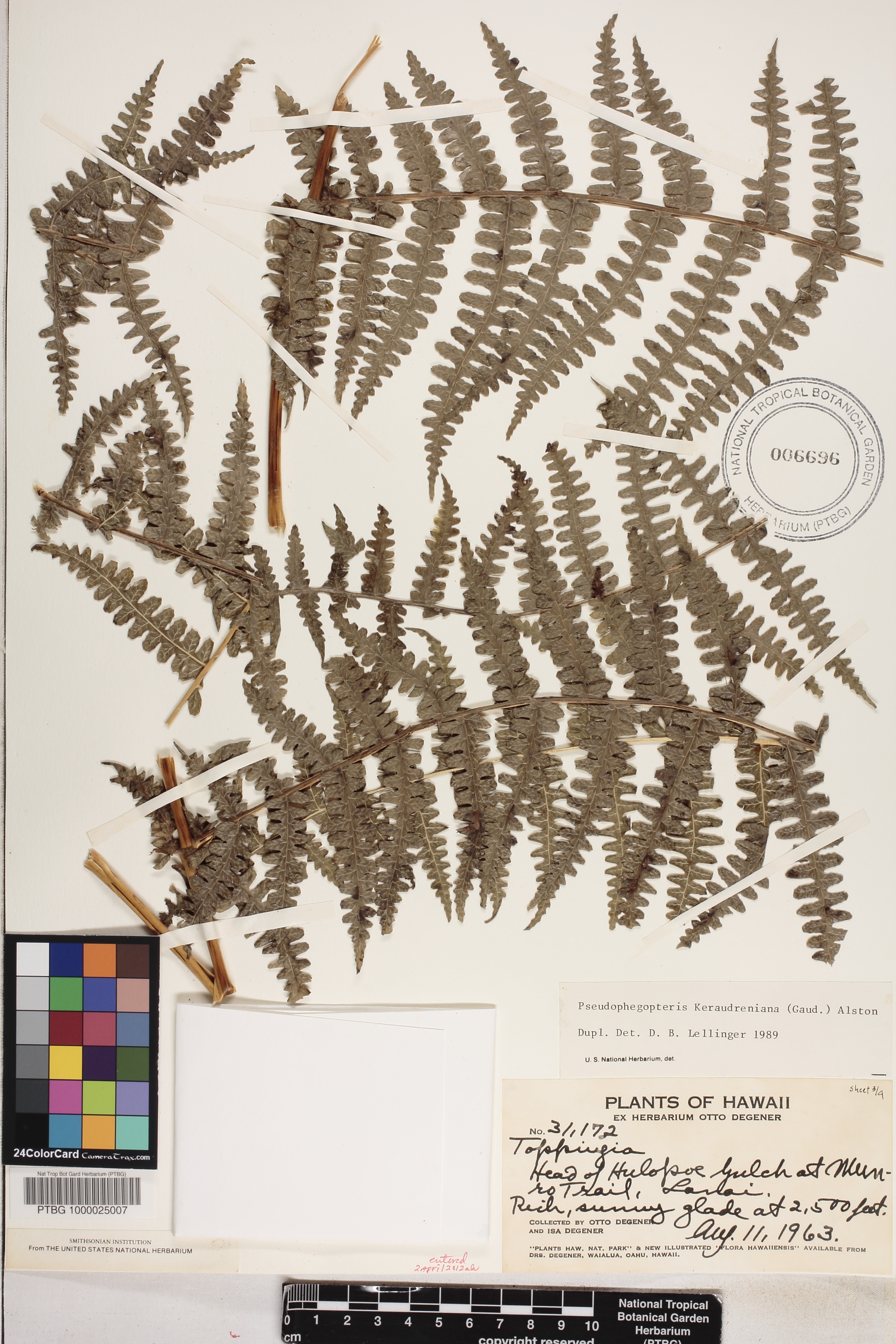 Pseudophegopteris image