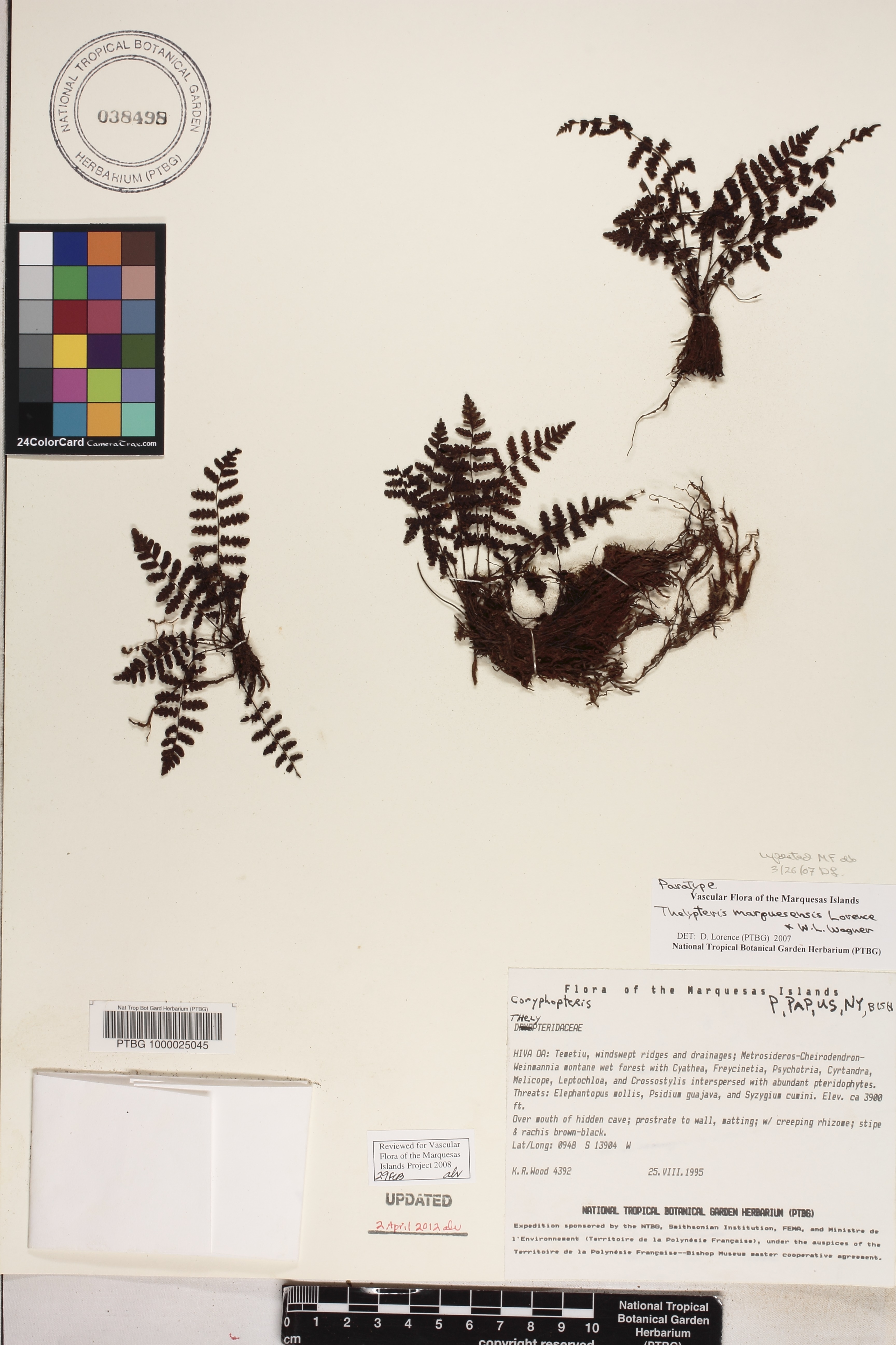 Coryphopteris image
