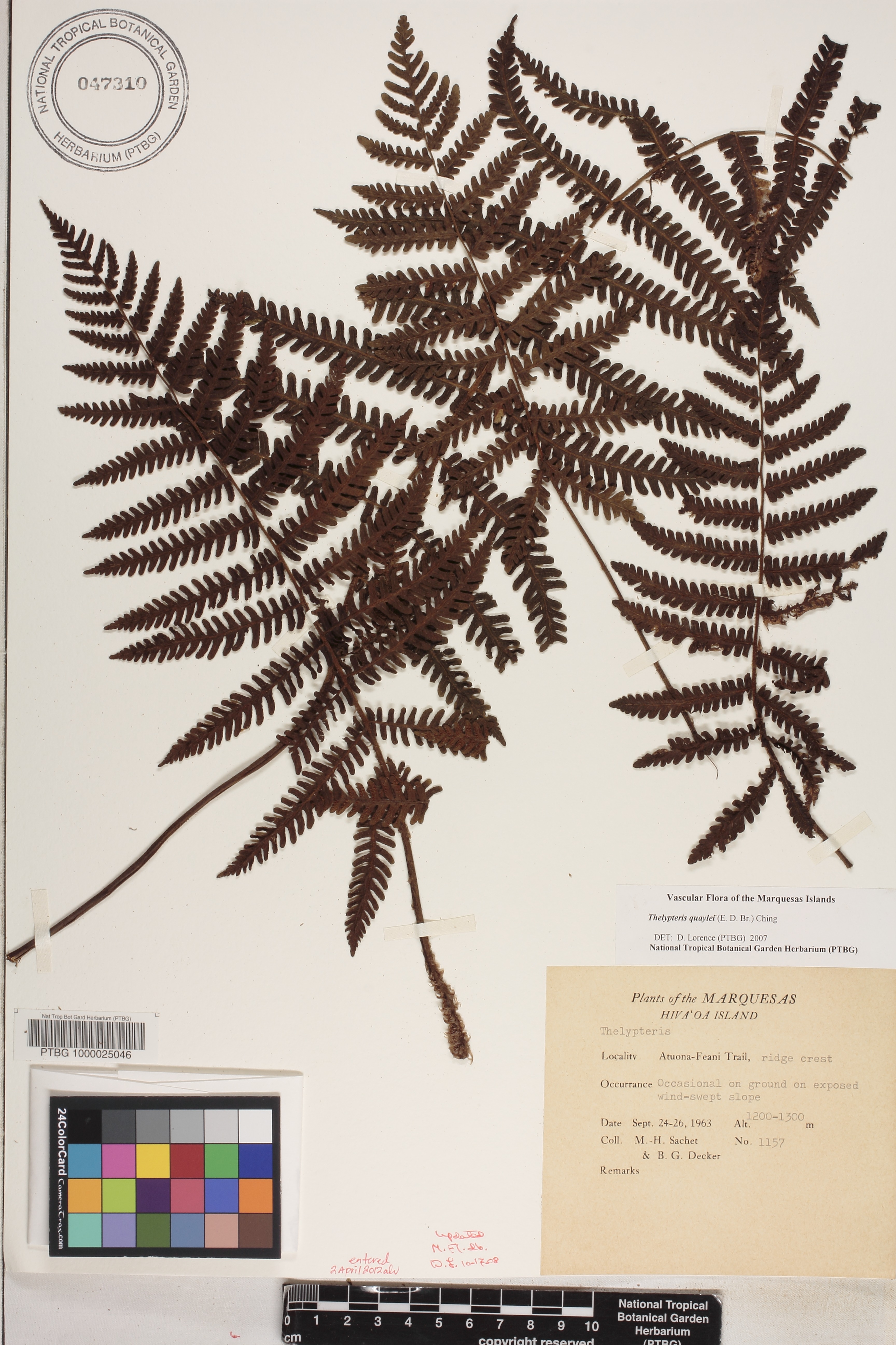 Coryphopteris quaylei image